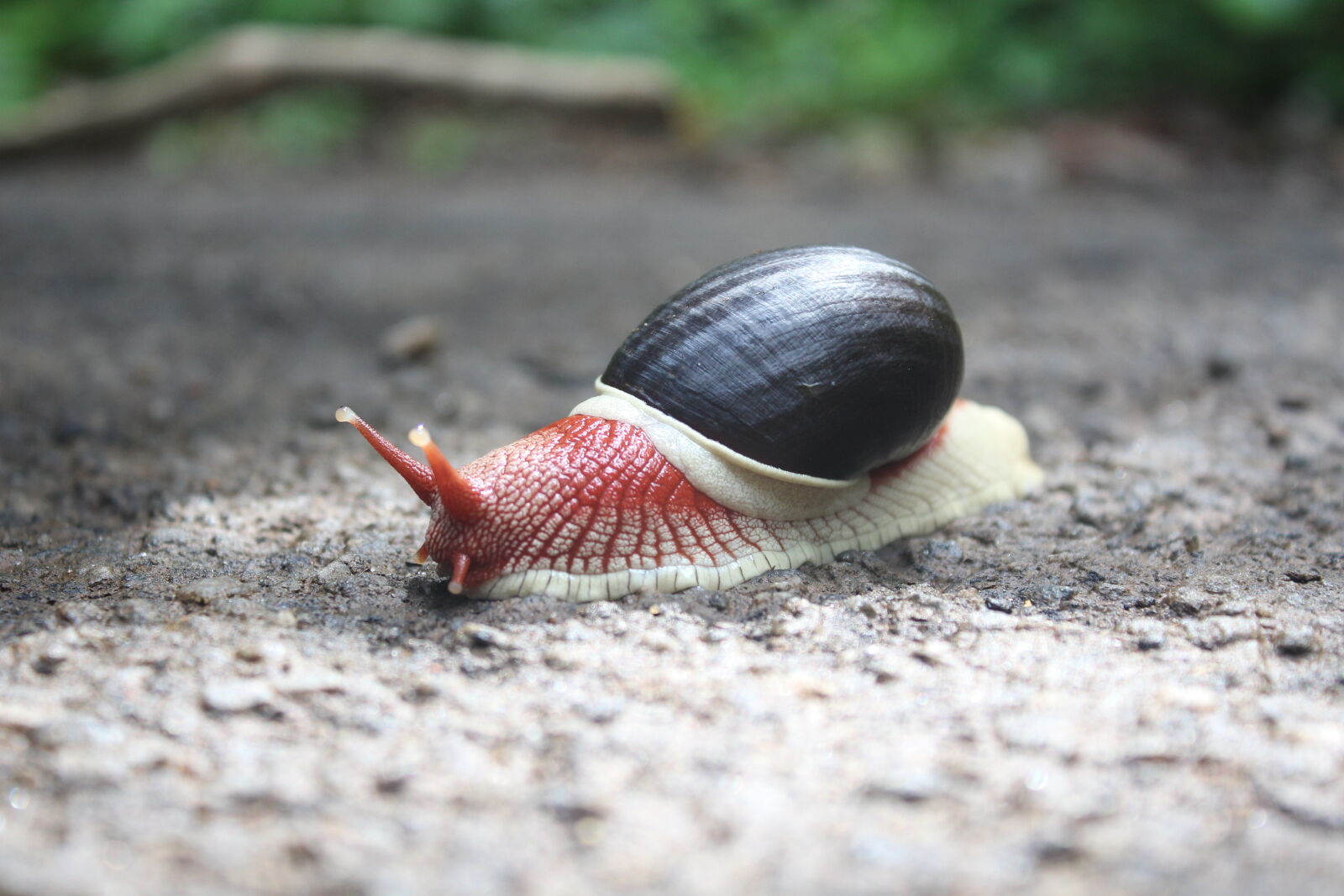 Canon EOS 1200D (EOS Rebel T5 / EOS Kiss X70 / EOS Hi) sample photo. Animal, snail photography