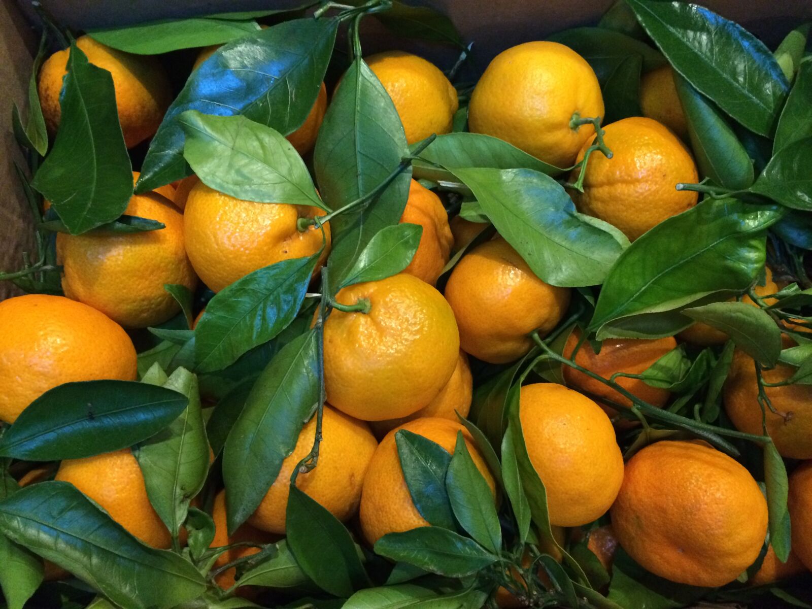 iPhone 5s back camera 4.15mm f/2.2 sample photo. Oranges, fruit, citrus photography