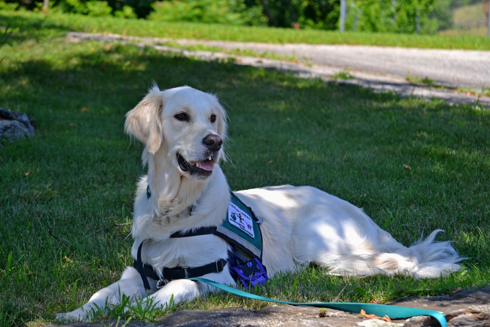 Nikon D3100 sample photo. Service dog, dog, golden photography