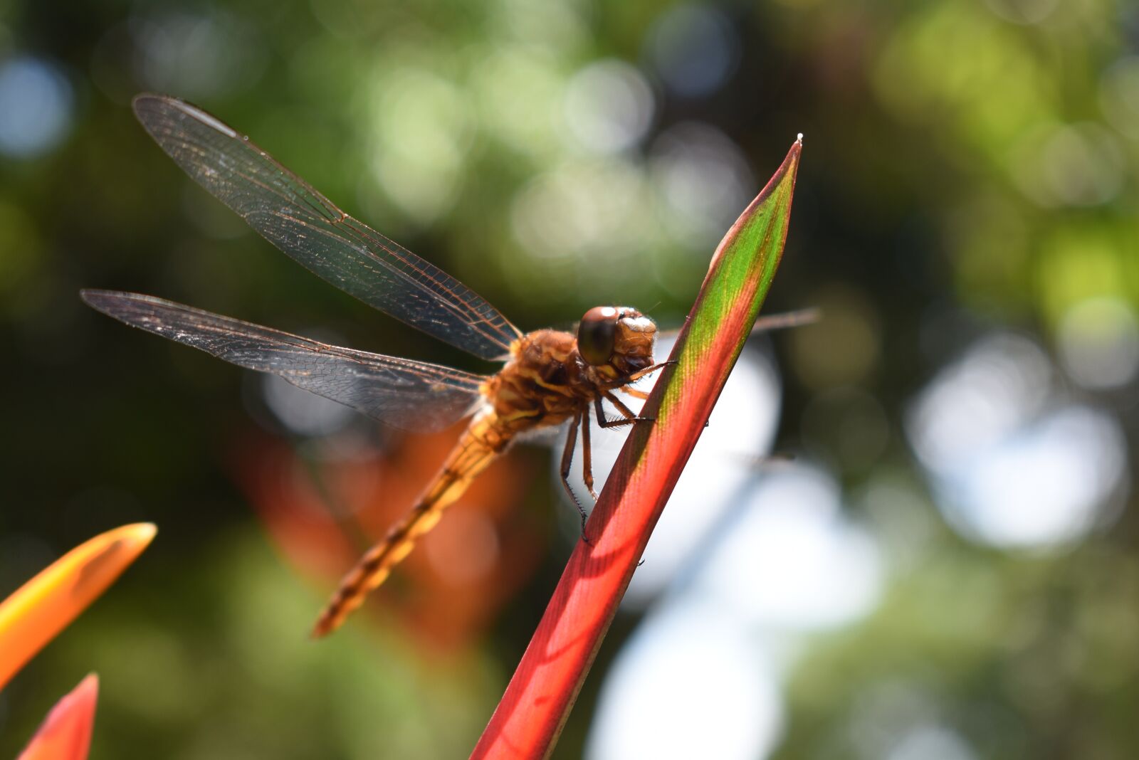 Nikon D3400 sample photo. Dragonfly, nature, leaf photography