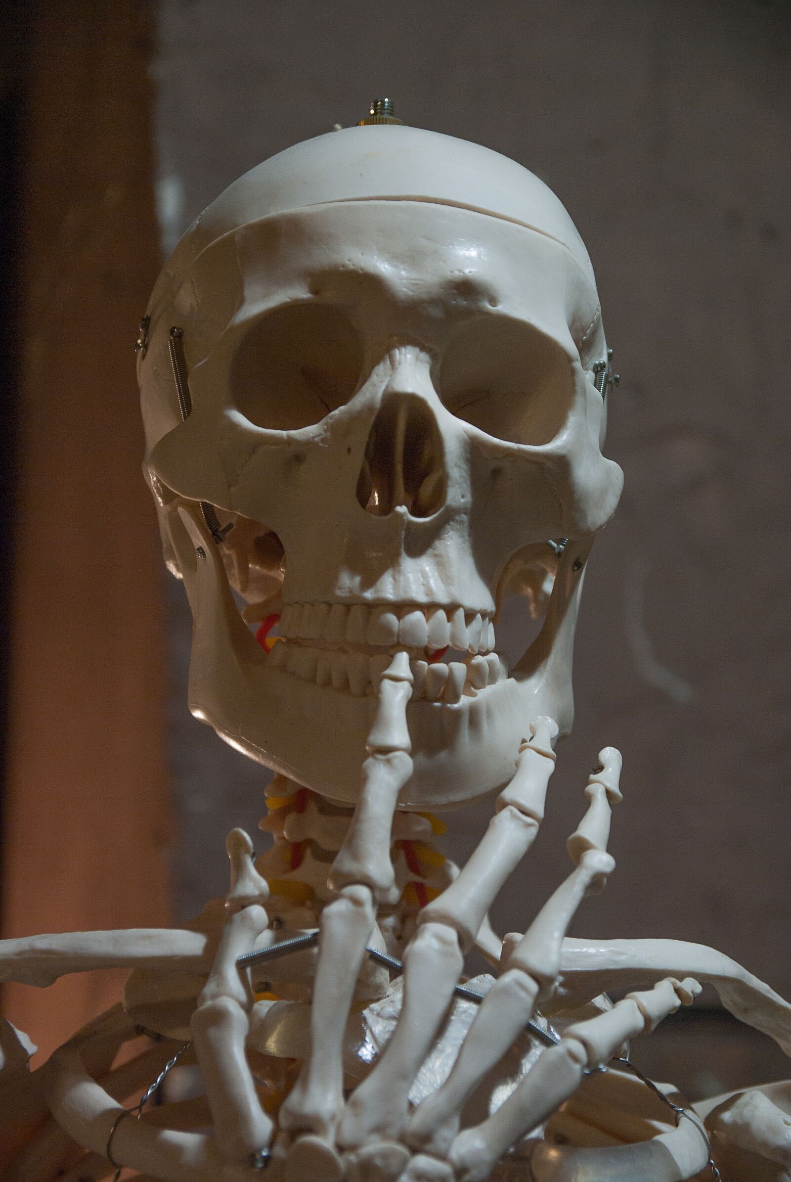 Pentax K10D sample photo. Skeleton, bone, human body photography