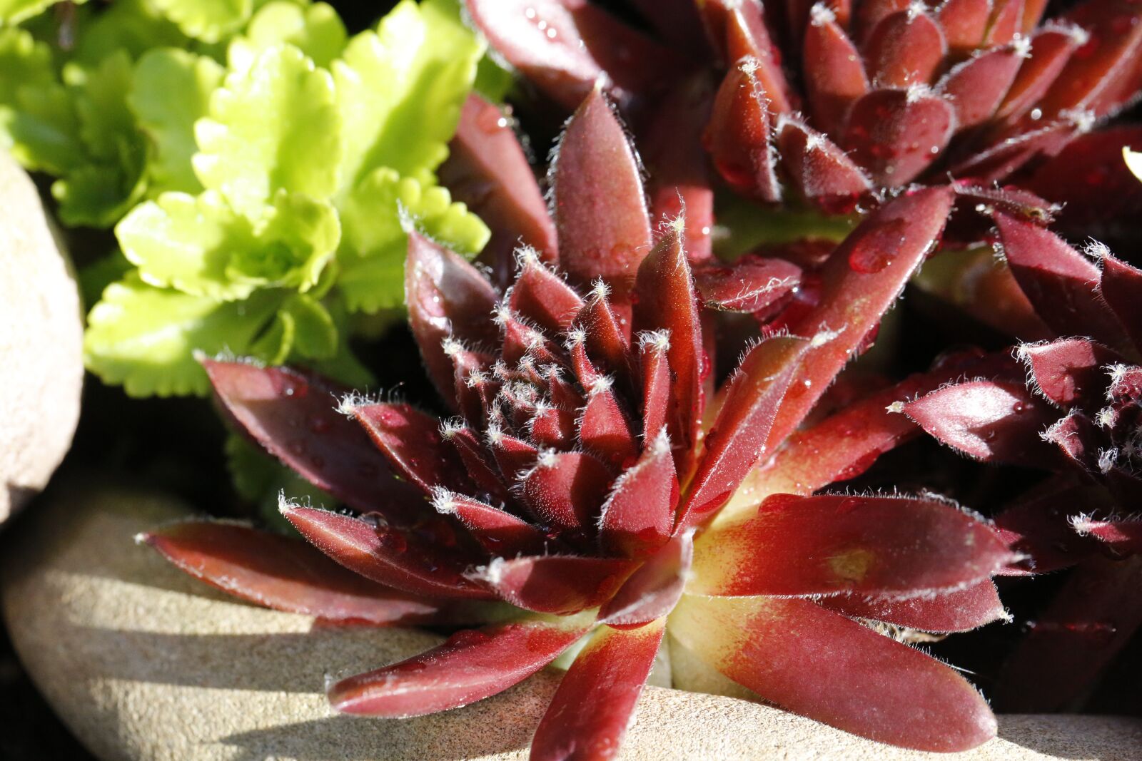Canon EF 100mm F2.8L Macro IS USM sample photo. Fat hen, plant, nature photography