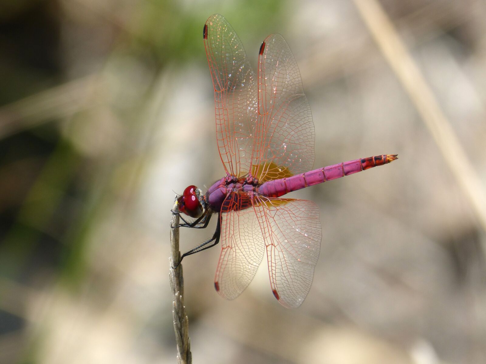 Panasonic DMC-FZ62 sample photo. Red dragonfly, pipe vinous photography