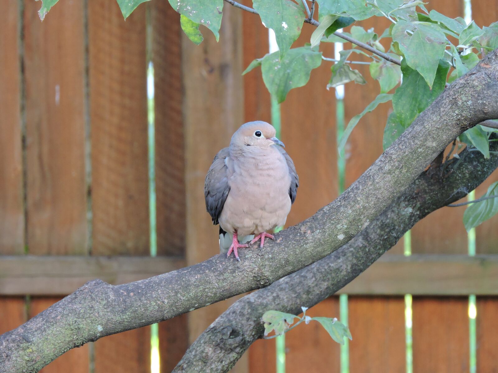 Nikon Coolpix P600 sample photo. Mourning dove, doves, birds photography