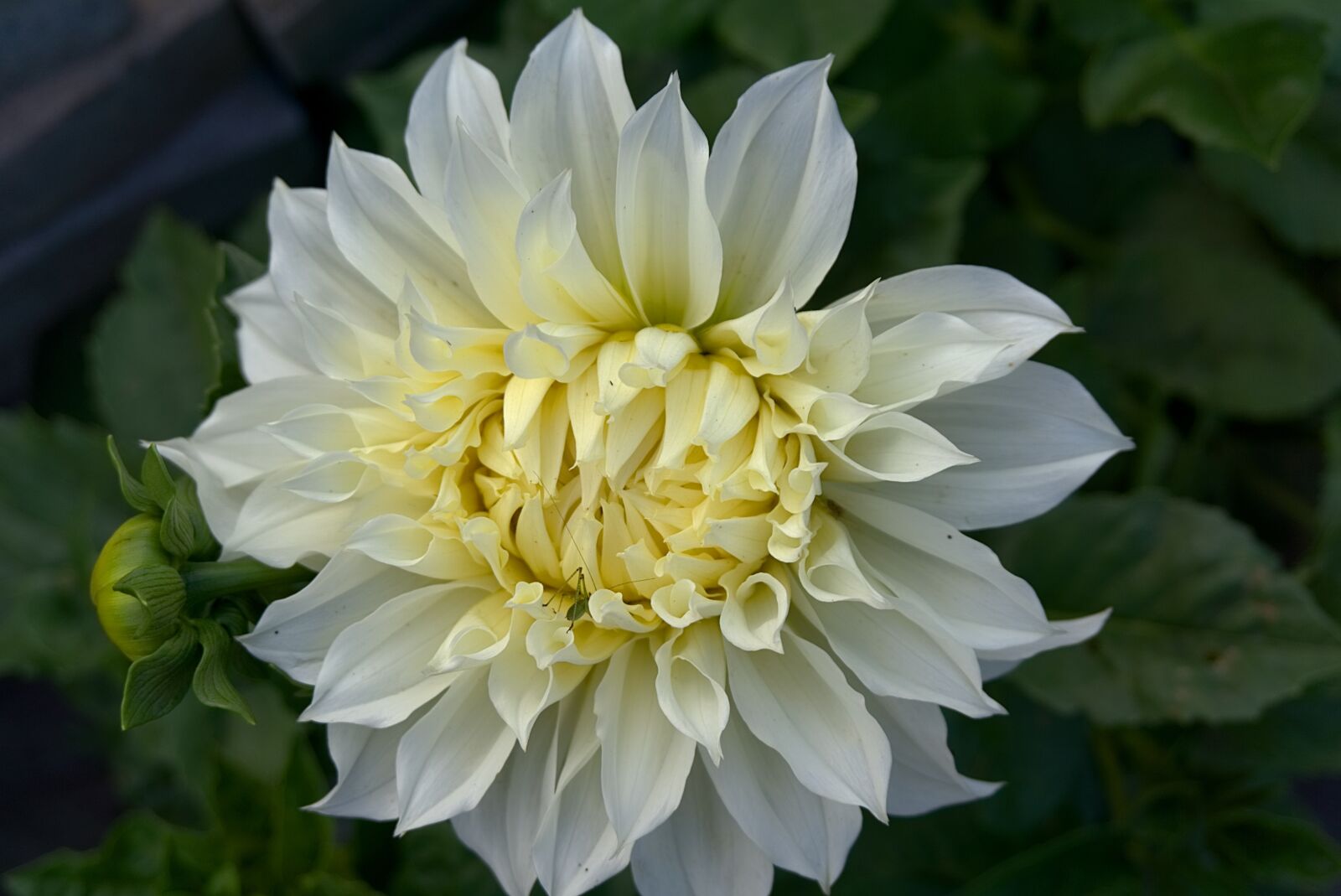 Sony a6000 sample photo. Dahlia, blossom, bloom photography