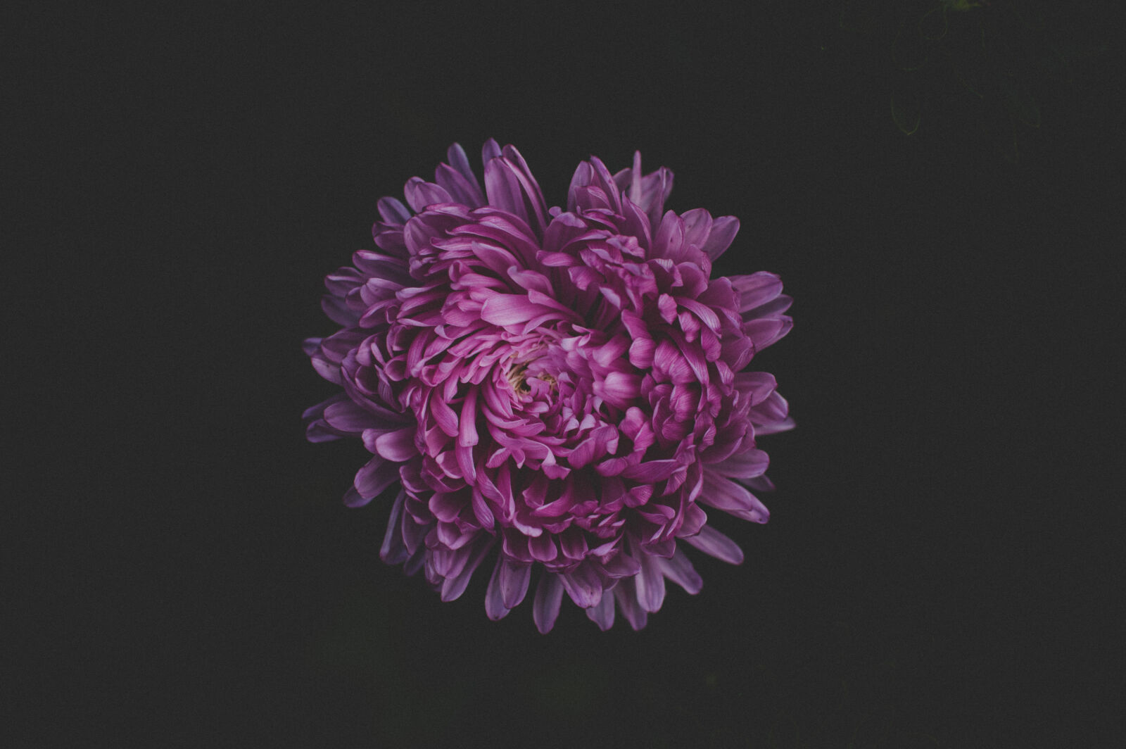 Nikon AF-S DX Nikkor 35mm F1.8G sample photo. Purple, petaled, flower photography