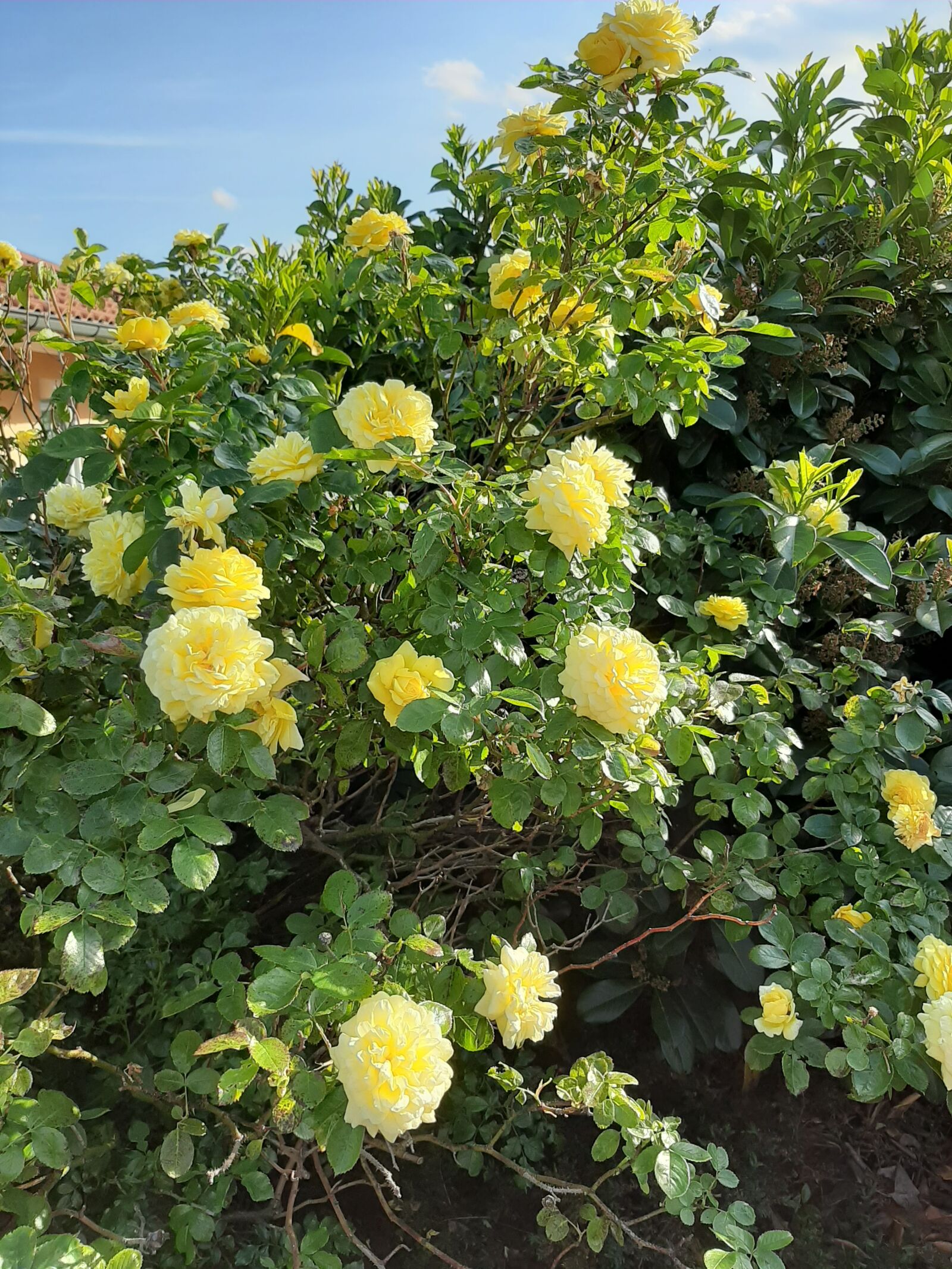 Samsung Galaxy A50 sample photo. Yellow roses, roses, spring photography