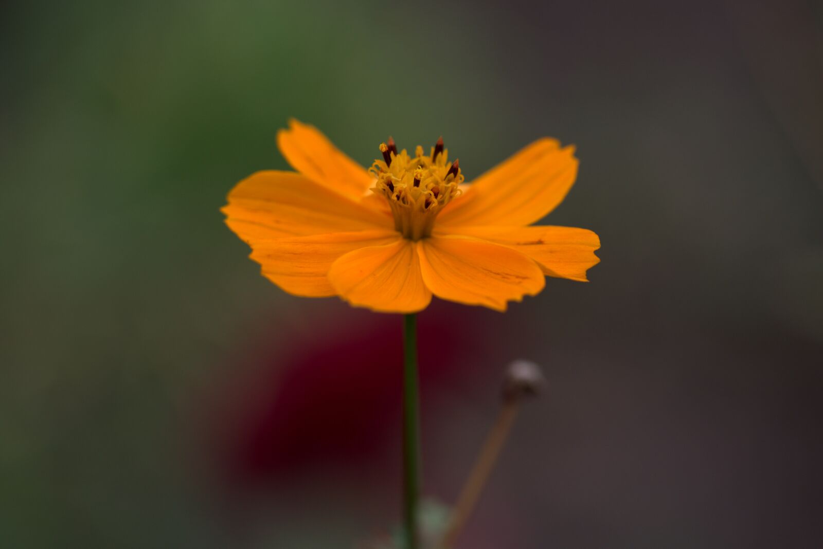 Canon EF-S 60mm F2.8 Macro USM sample photo. Flower, orange, petals photography