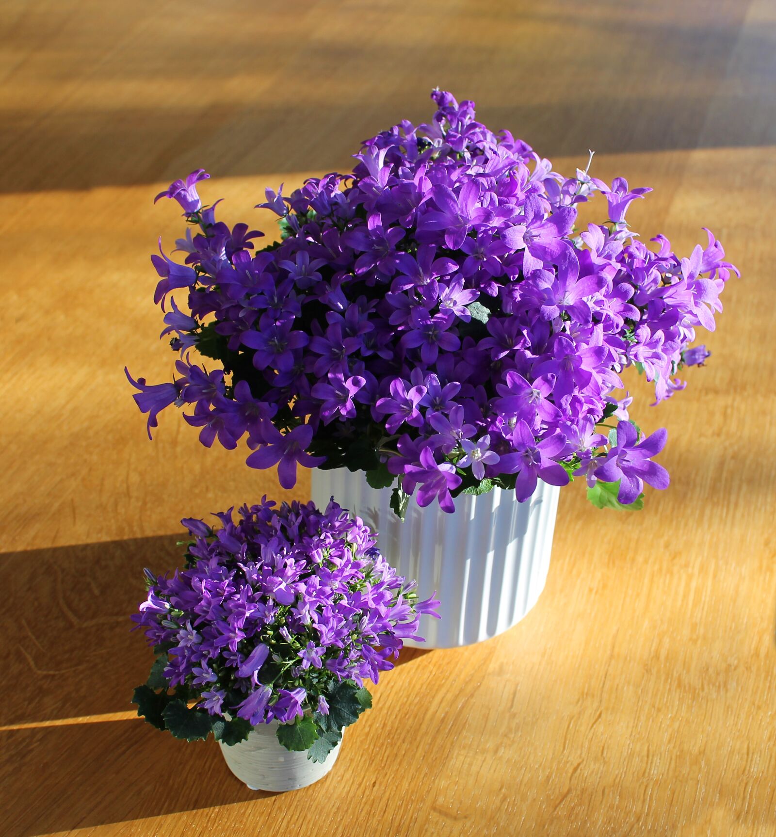 Canon EOS 1100D (EOS Rebel T3 / EOS Kiss X50) sample photo. House plant, flowers, flower photography