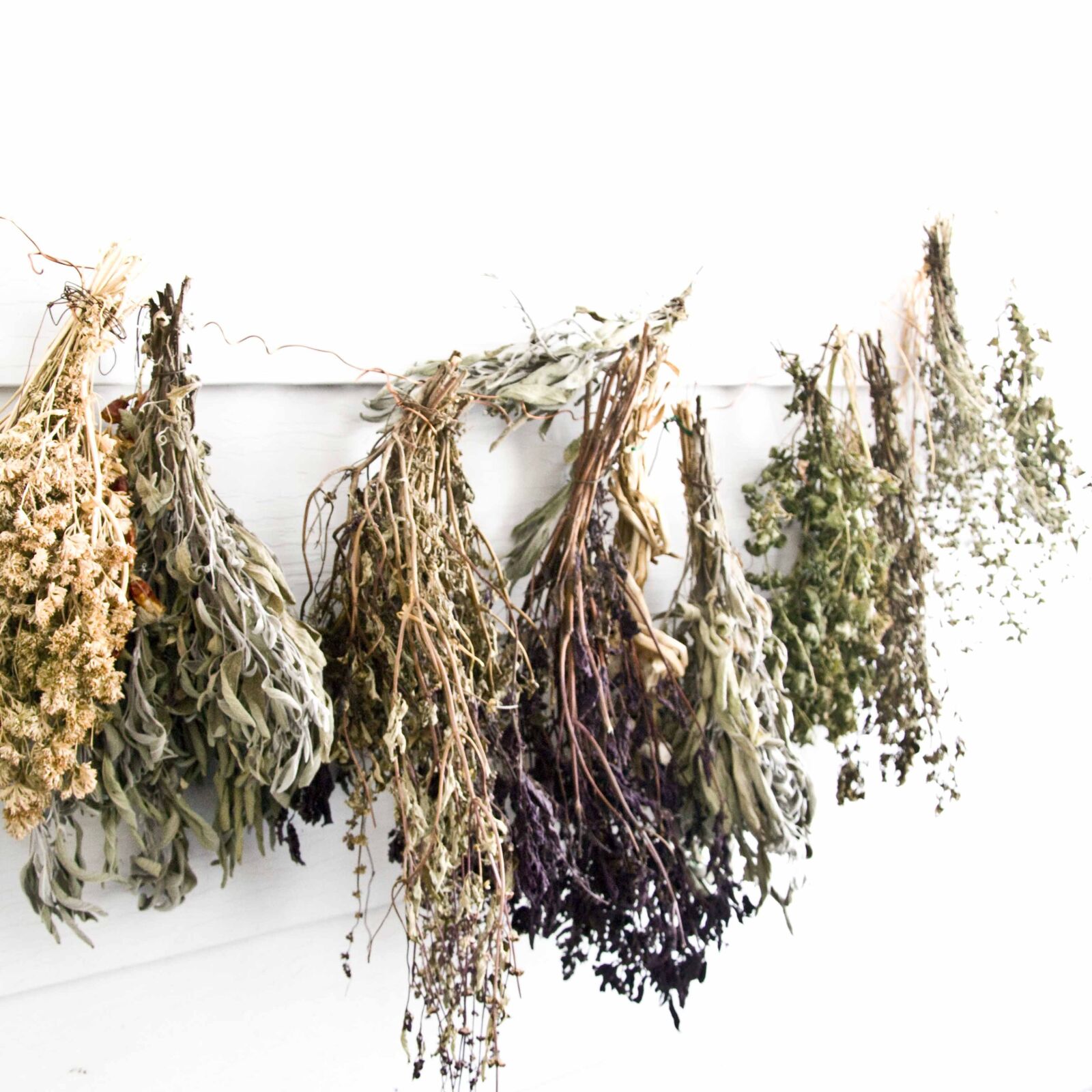 Nikon D3100 sample photo. Herbs, nature, natural photography