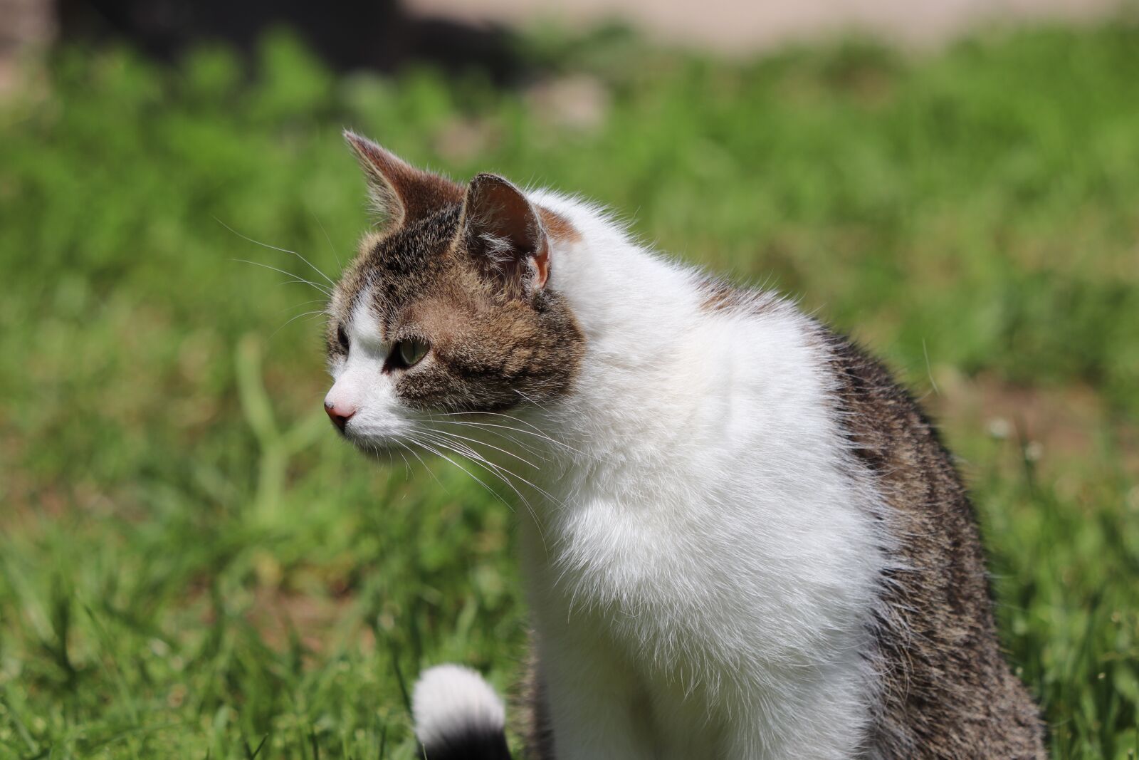 Canon EOS 77D (EOS 9000D / EOS 770D) sample photo. Cat, meadow, pet photography