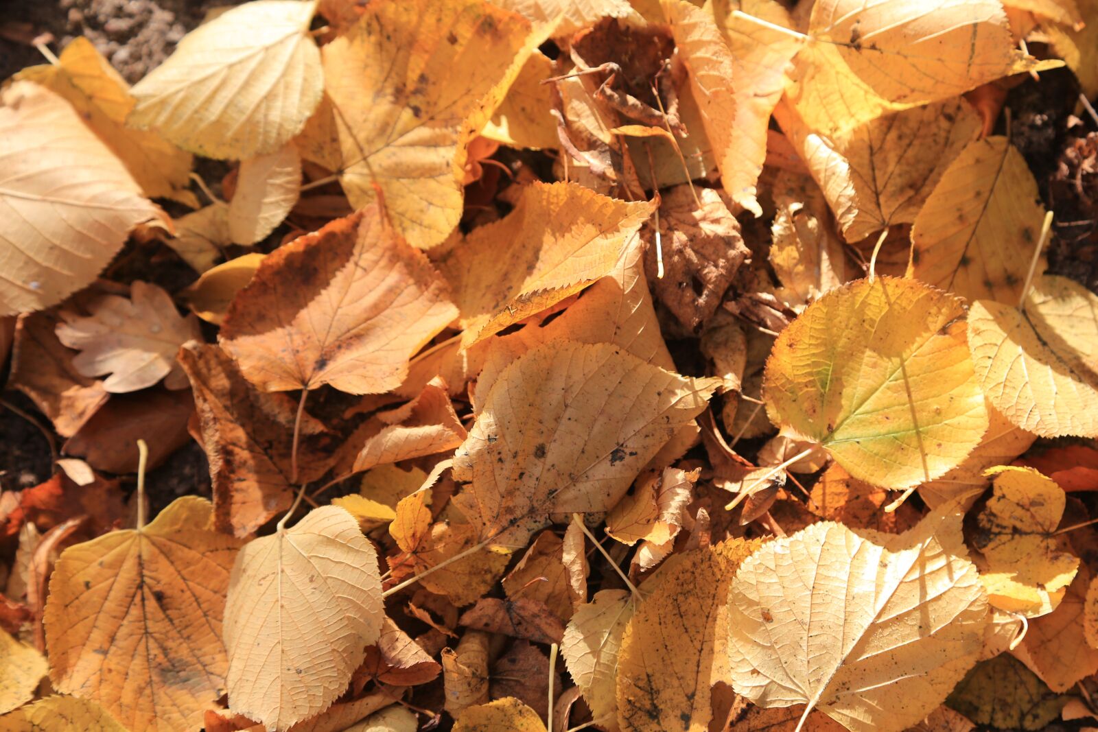 Canon EOS 6D + Canon EF 24-105mm F4L IS USM sample photo. Autumn, leaves, yellow photography