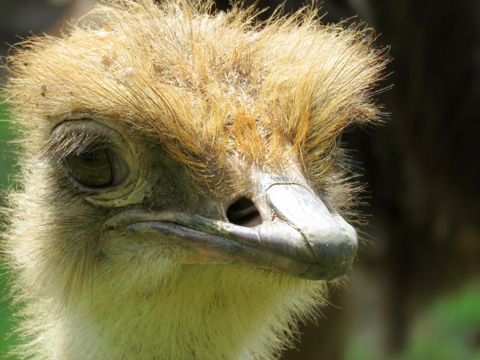Canon PowerShot SX60 HS sample photo. Ostrich, closeup of ostrich photography