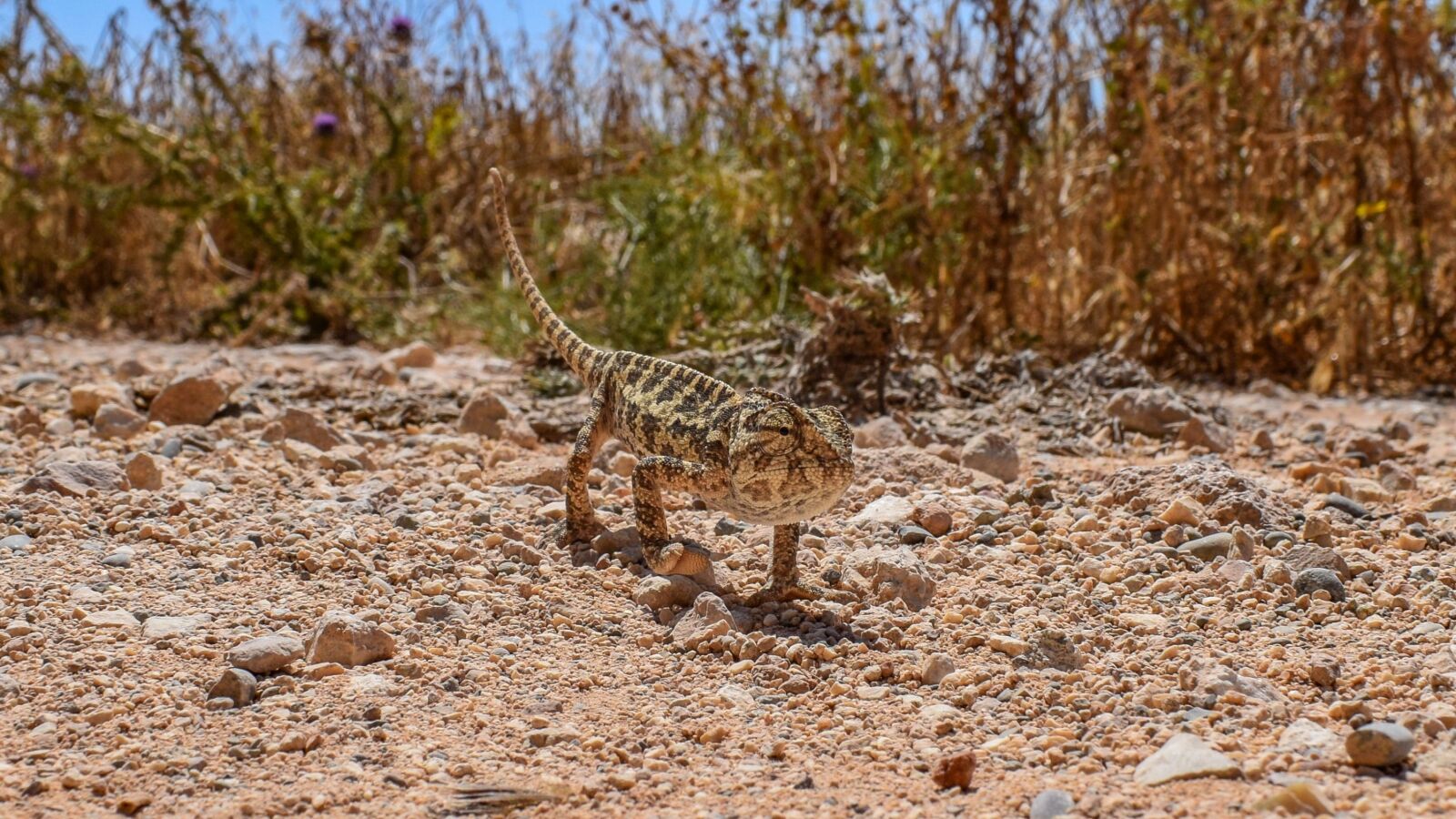 Nikon D3300 sample photo. Chameleon, nature, animal photography