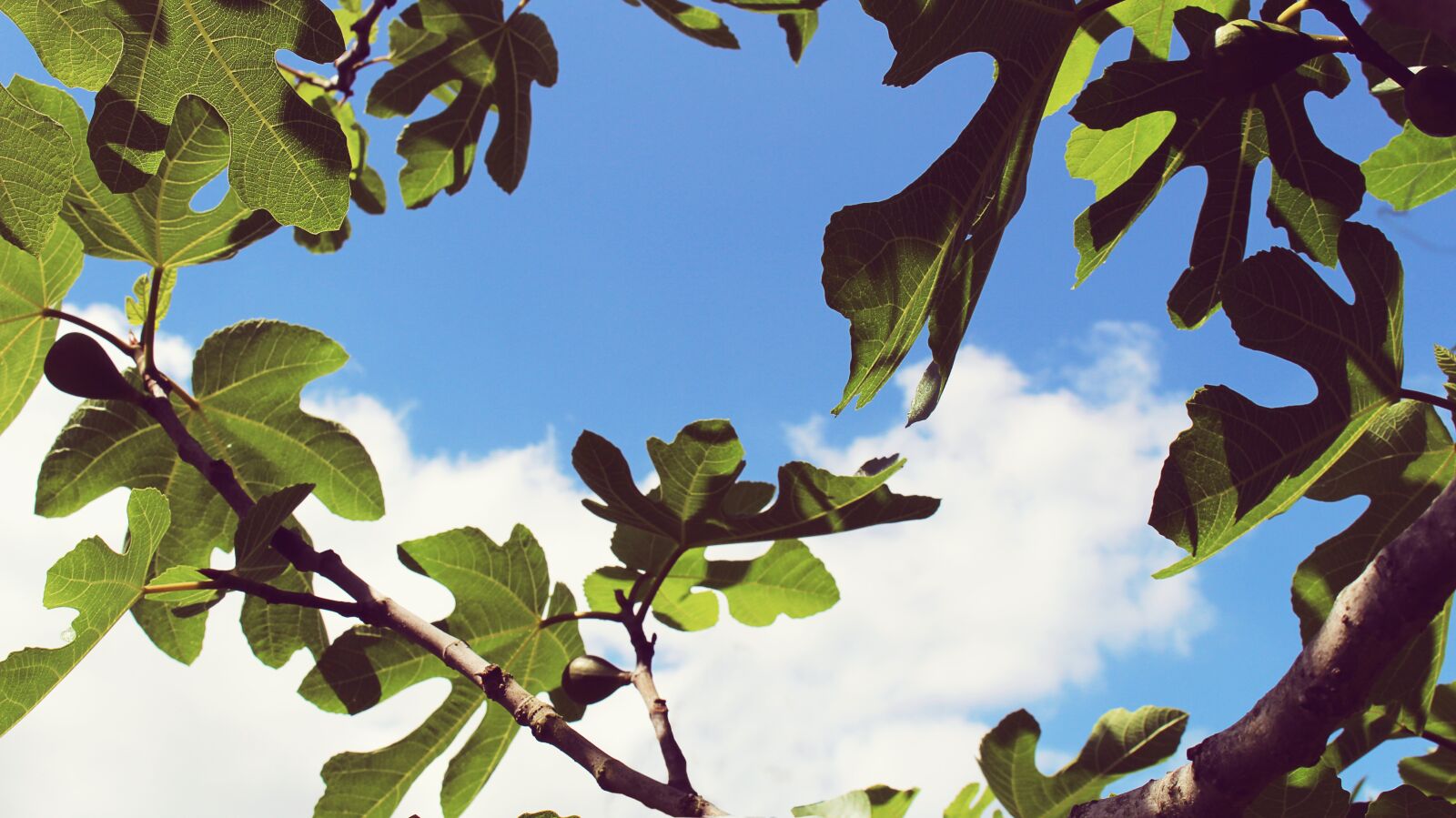 Canon EOS 100D (EOS Rebel SL1 / EOS Kiss X7) sample photo. Summer, spring, clouds photography