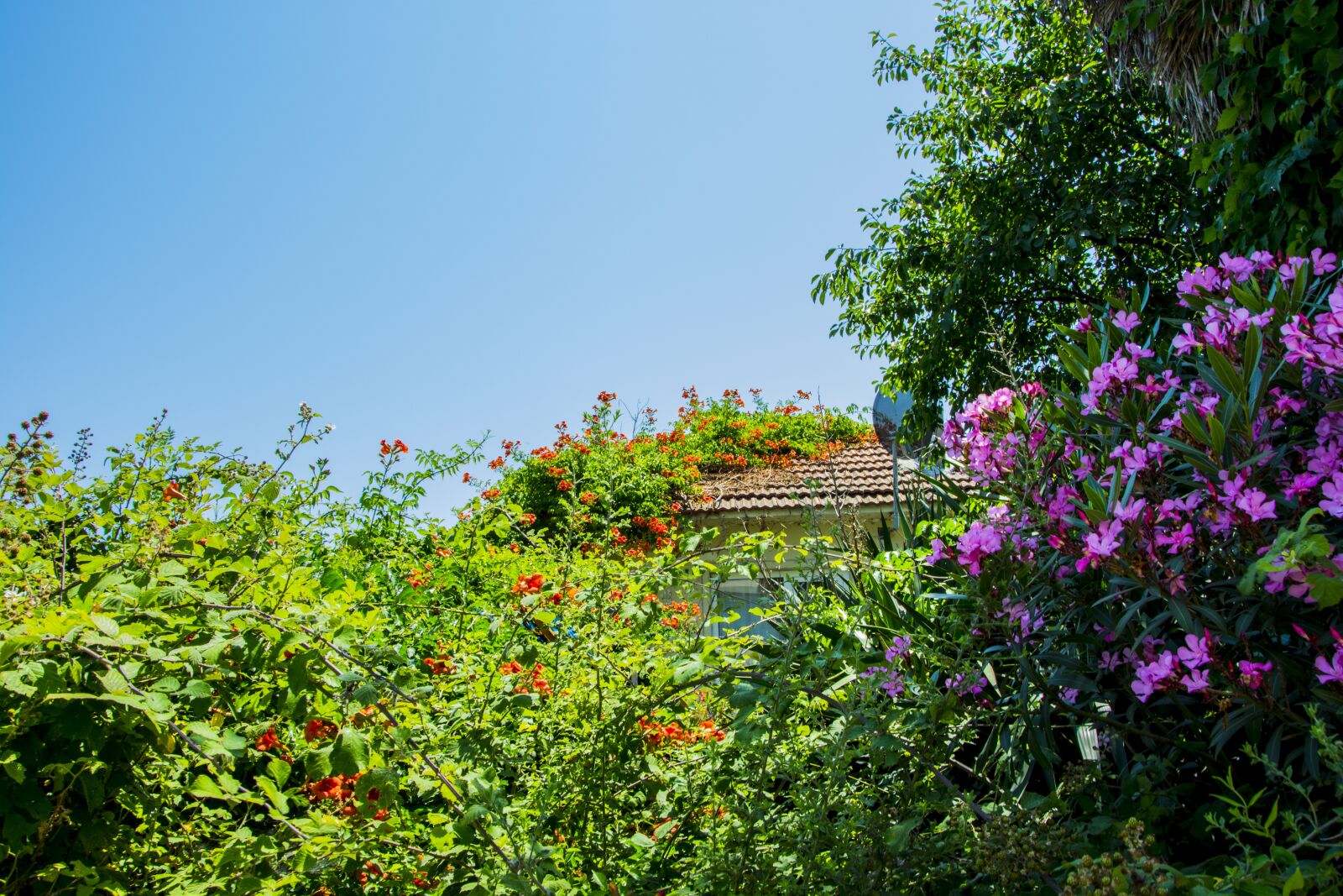 Nikon D5200 sample photo. Sky, flower, nature photography