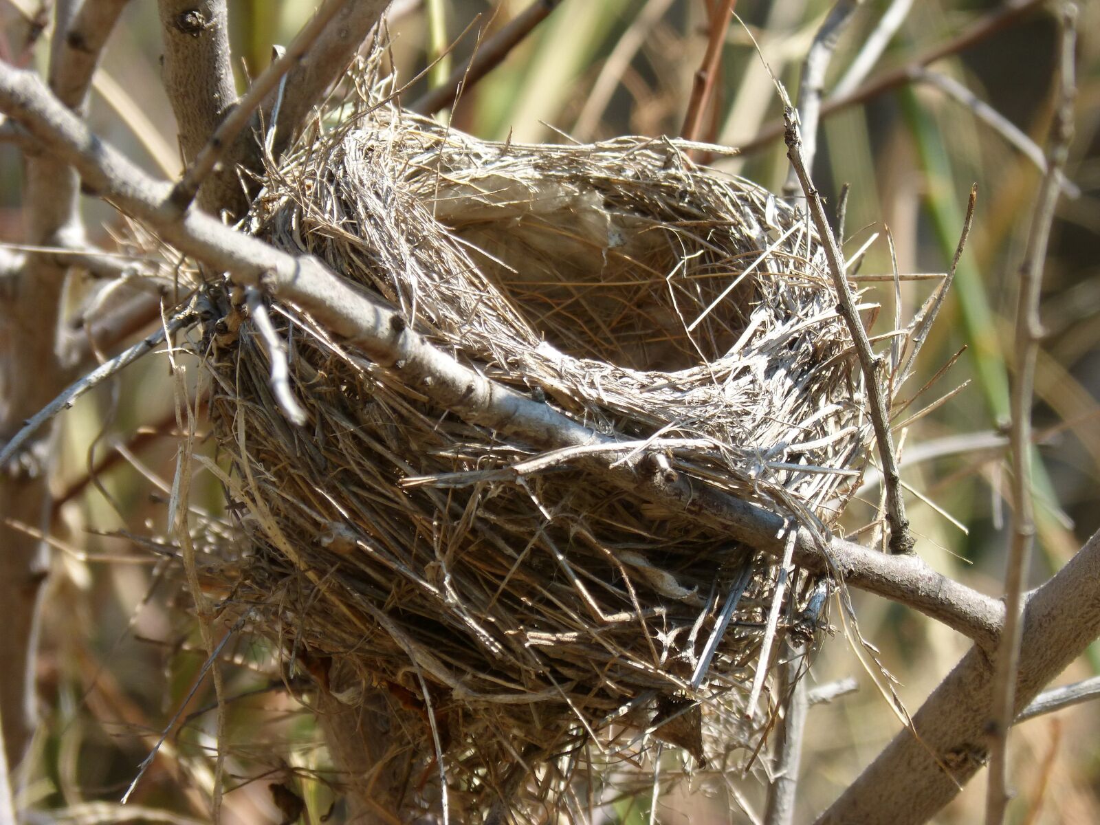 Panasonic DMC-FZ62 sample photo. Nest, branches, architecture animal photography
