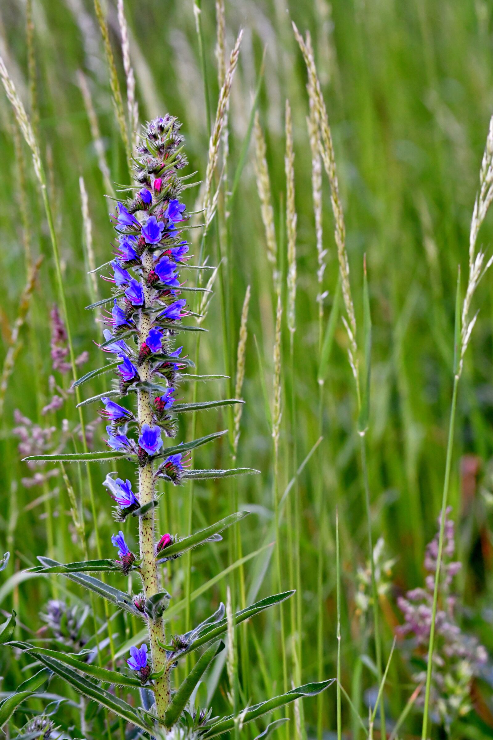 Nikon D500 sample photo. Slangenkruid, echium vulgare, flower photography