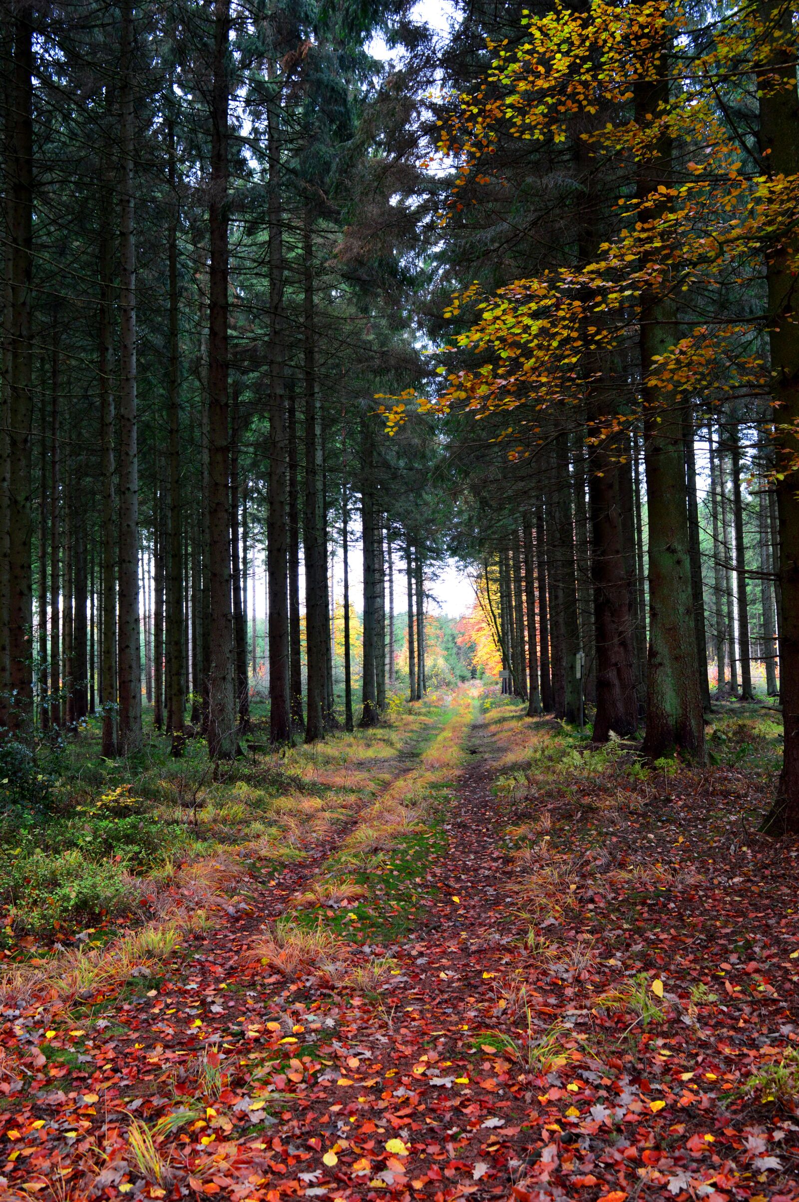 Nikon D3200 sample photo. Forest, autumn, firs photography