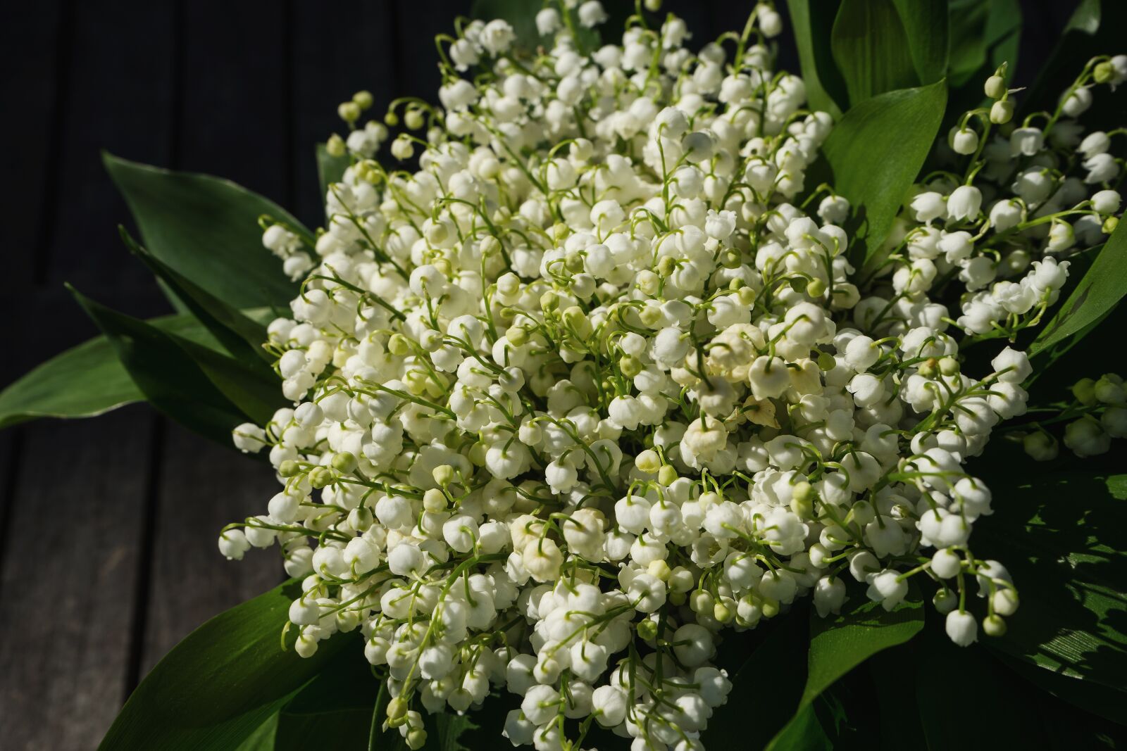 Sony a7 sample photo. Lily of the valley photography