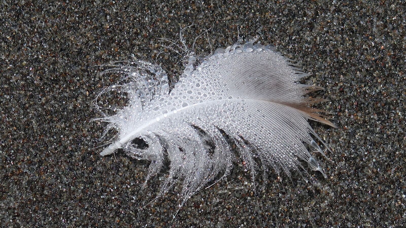 Canon PowerShot G7 X Mark II sample photo. Feather, beach, drops photography