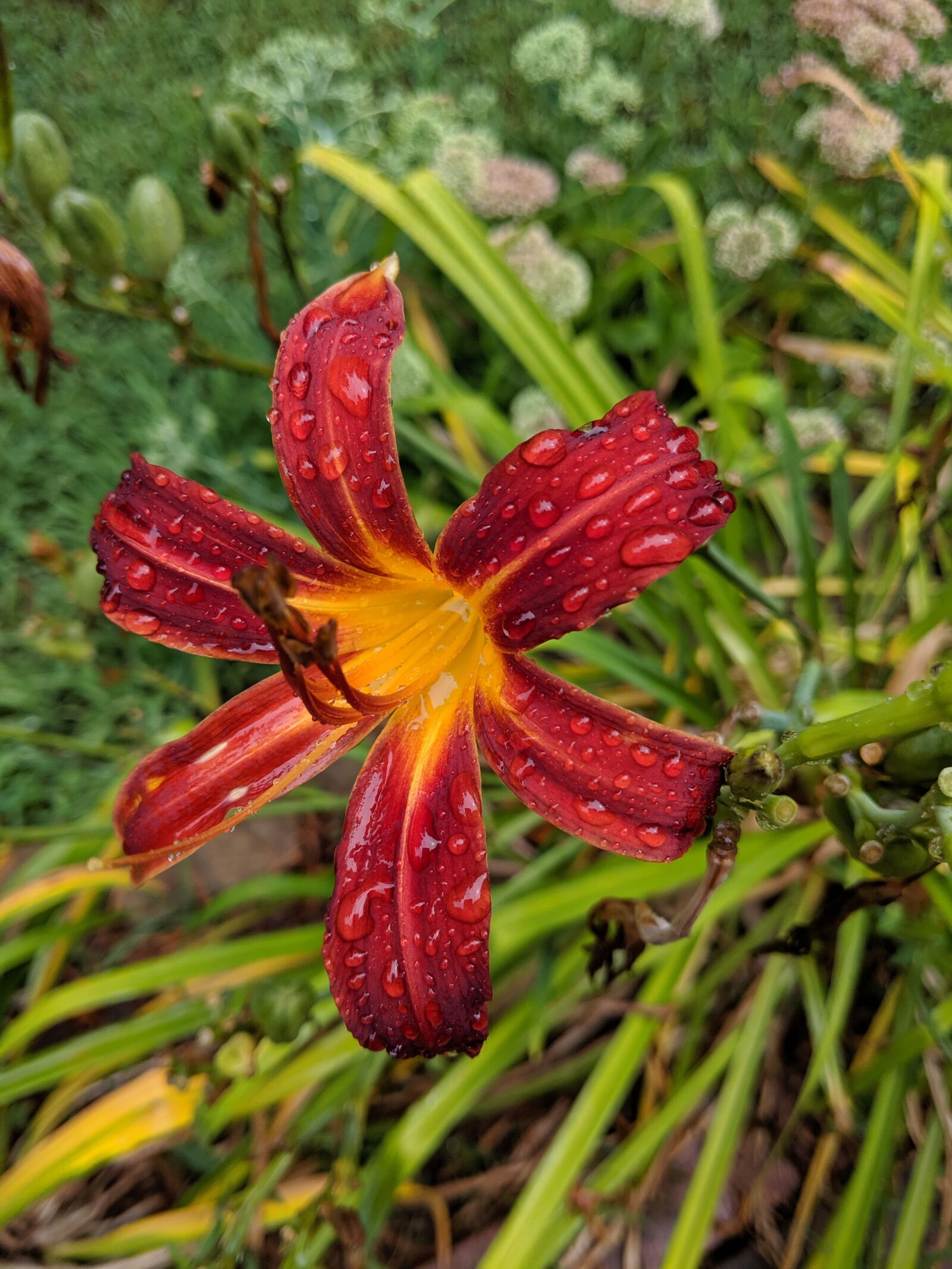 Google Pixel 2 sample photo. Perennial, flowers, daylily photography