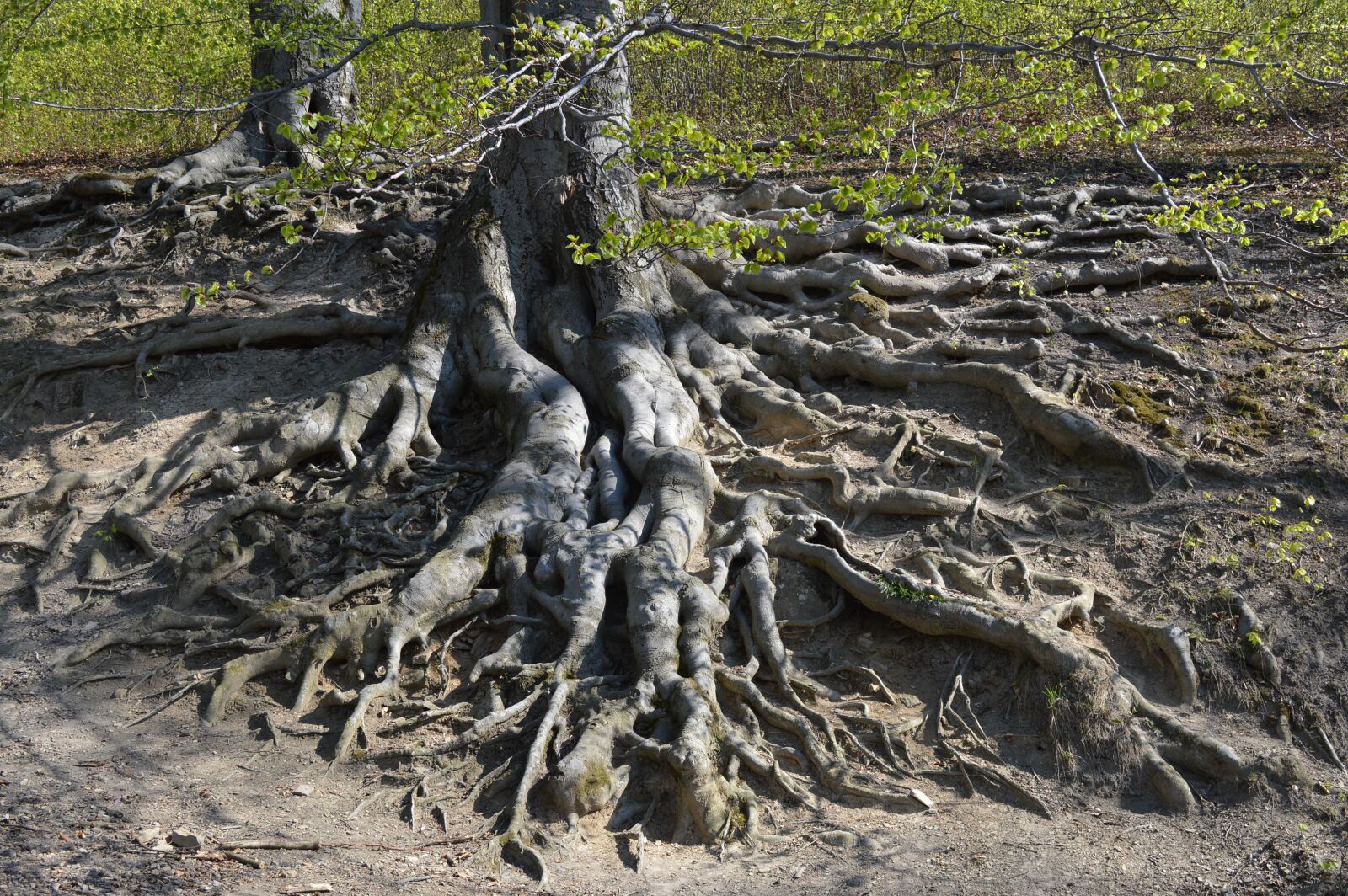 Nikon D3200 sample photo. Tree, roots, nature photography