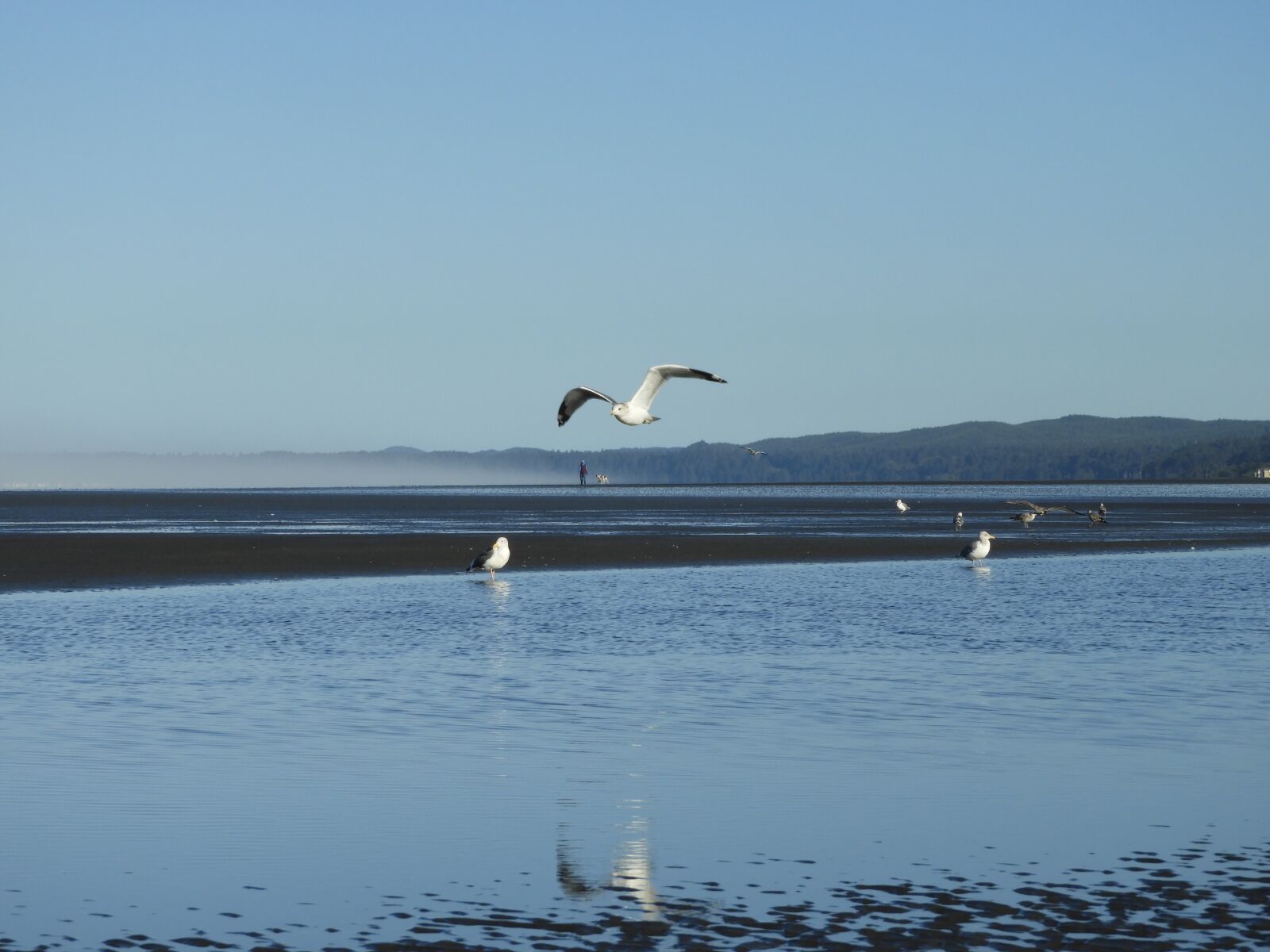 Nikon Coolpix B700 sample photo. Beach, seagull, flight photography