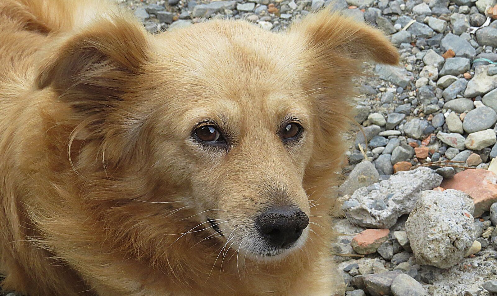 Canon PowerShot SX50 HS sample photo. Dog, can, pet photography