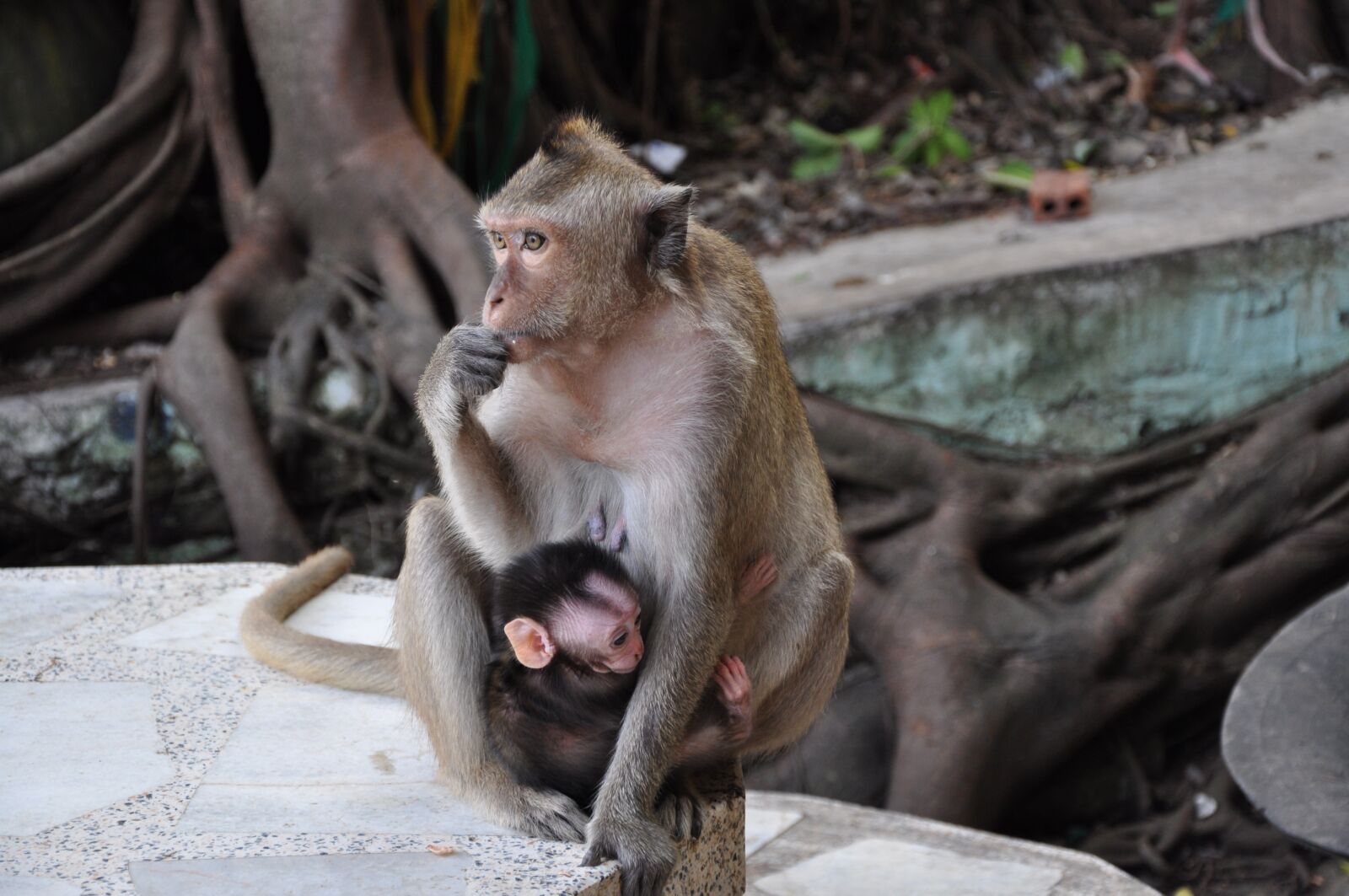 Nikon D5000 sample photo. Monkey, mother and child photography
