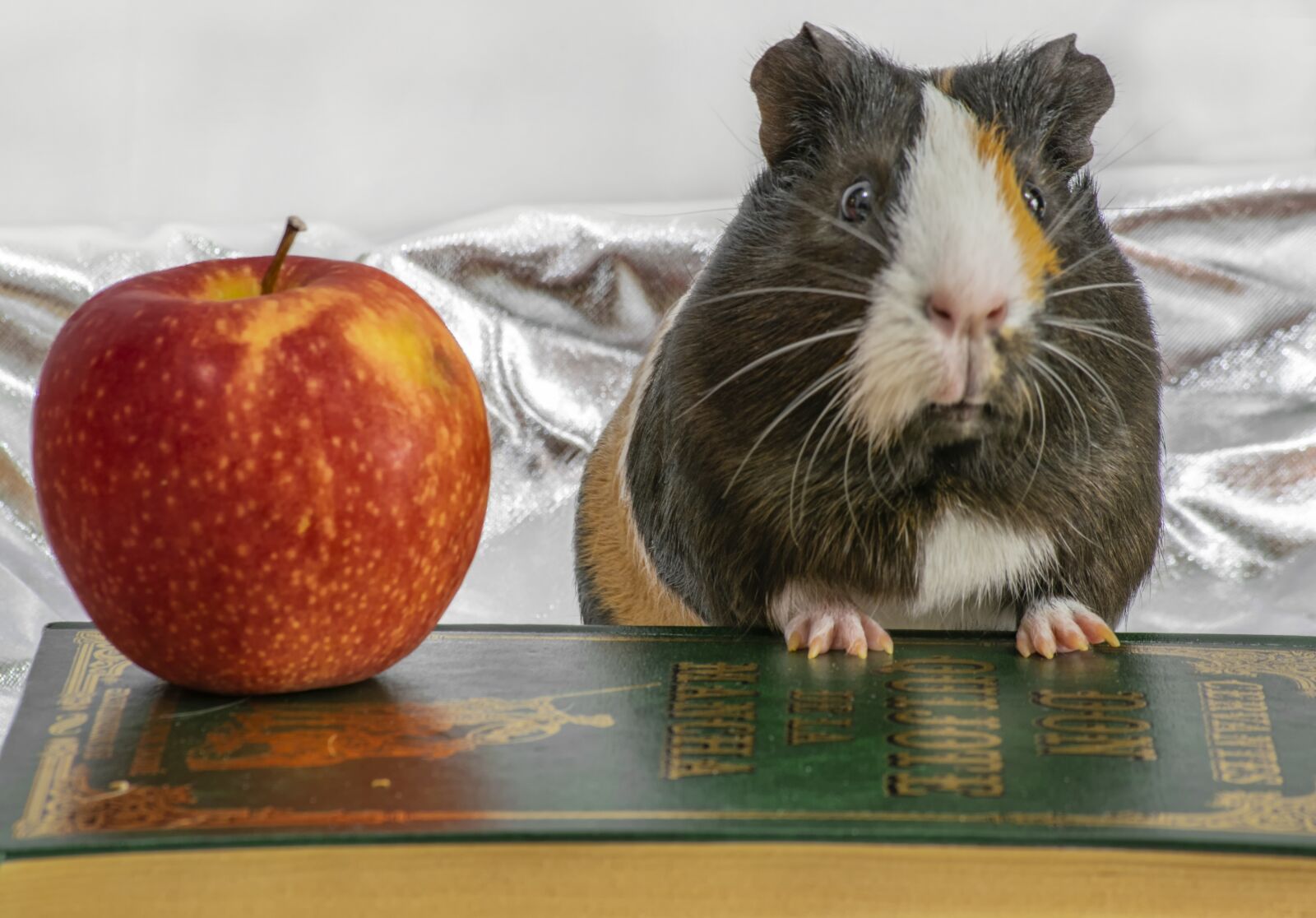 Nikon D3300 sample photo. Pet, apple, guinea pig photography