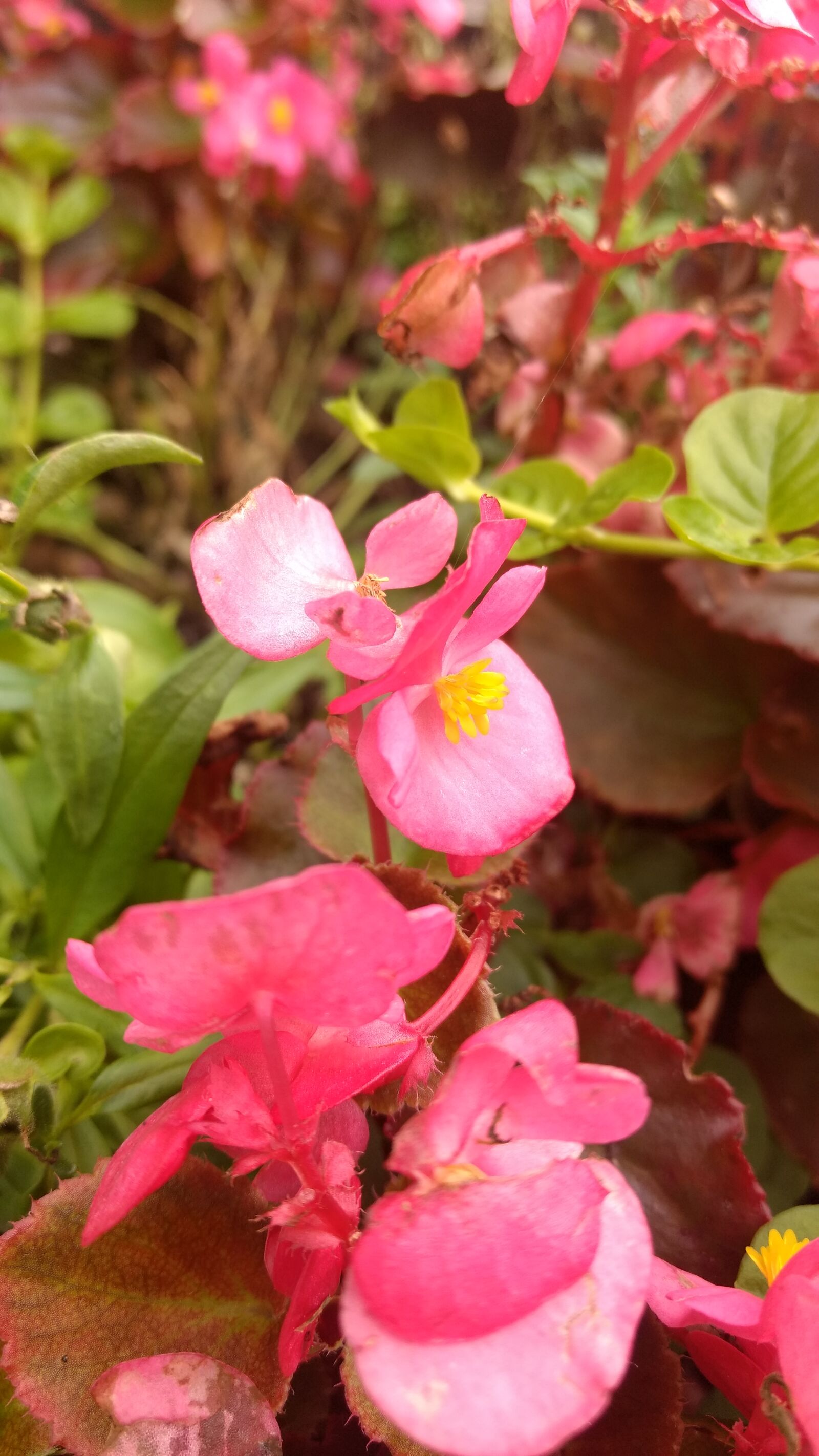 Motorola Moto G (4) sample photo