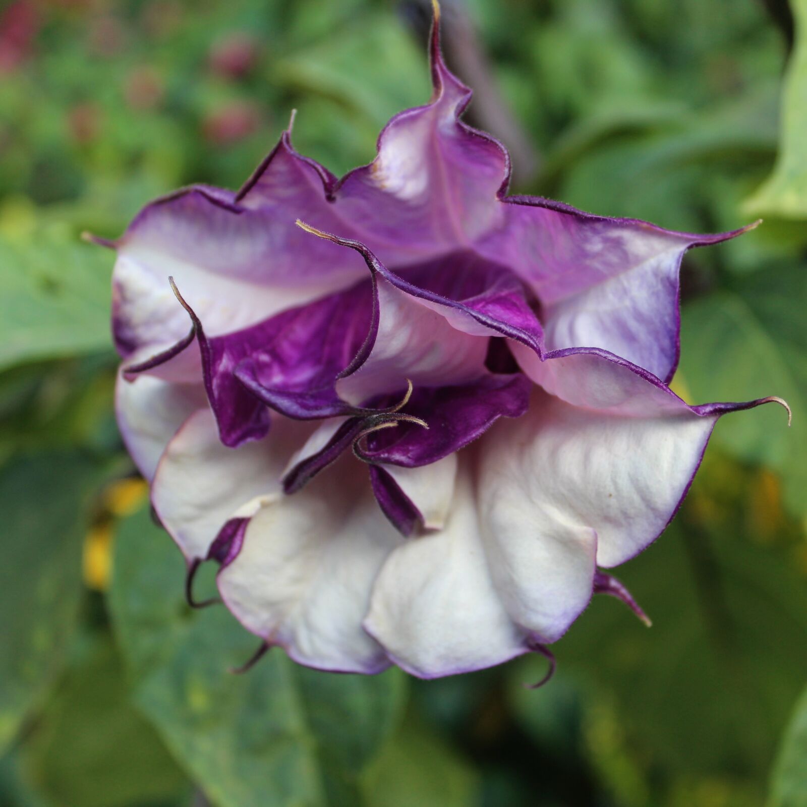 Canon EOS 1200D (EOS Rebel T5 / EOS Kiss X70 / EOS Hi) sample photo. Flowers, purple, purple flower photography