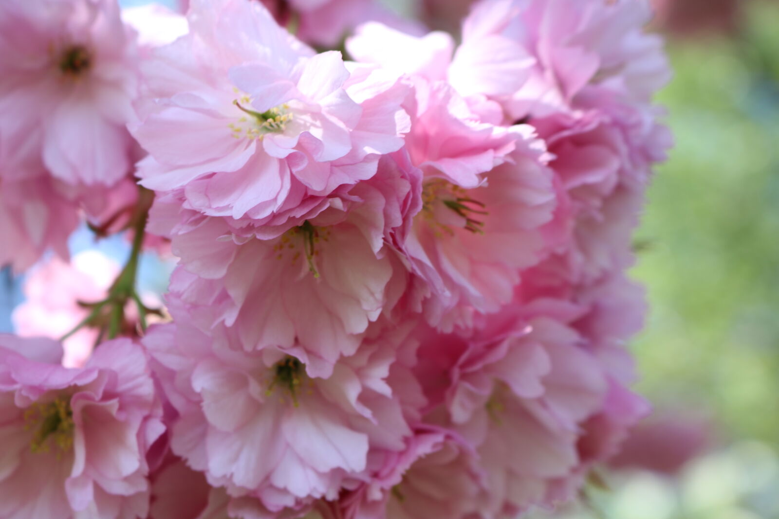 Canon EOS 750D (EOS Rebel T6i / EOS Kiss X8i) sample photo. Cherry, blossom photography