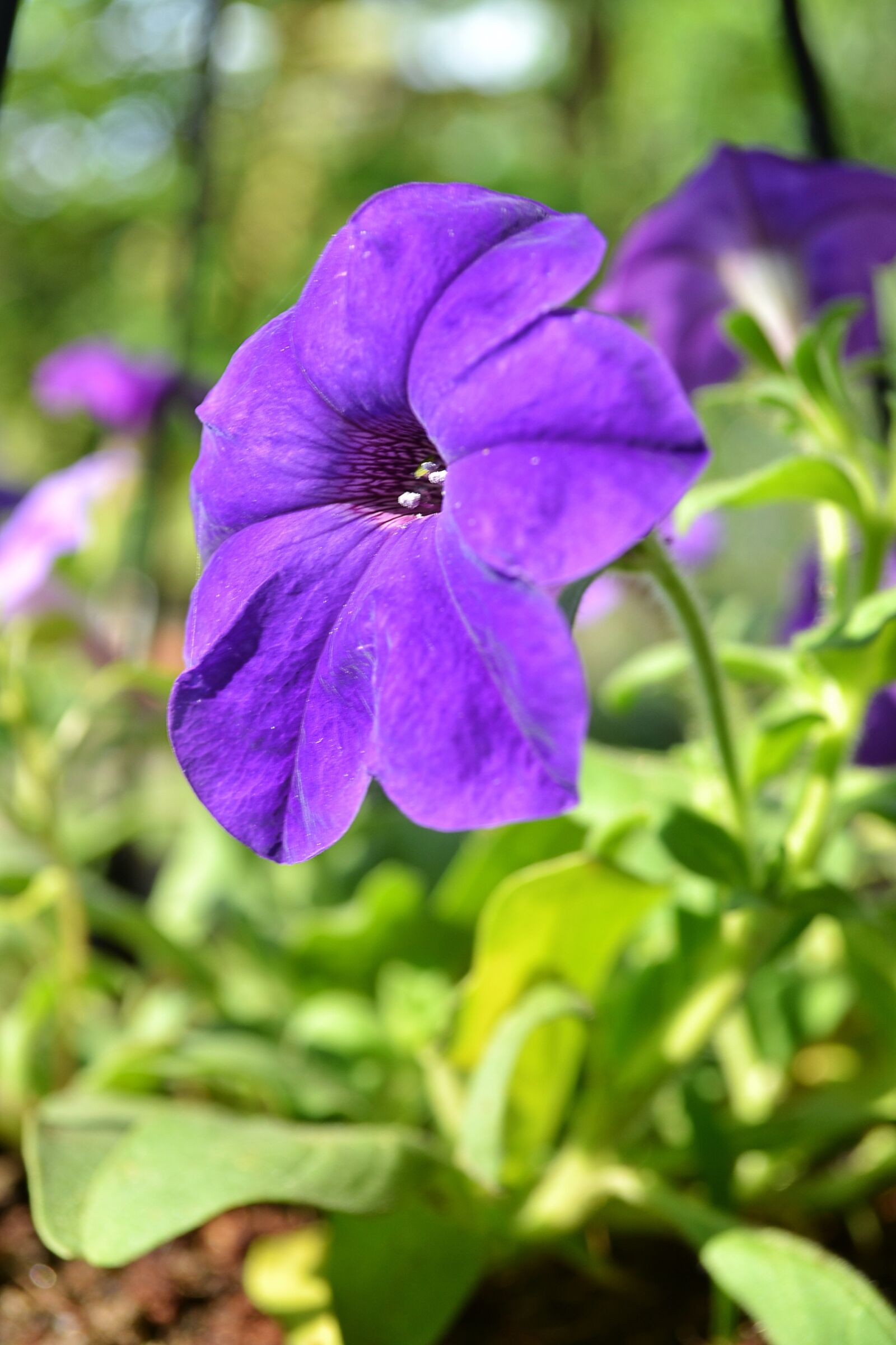 Nikon D3100 sample photo. Flowers, flower, purpleflower photography