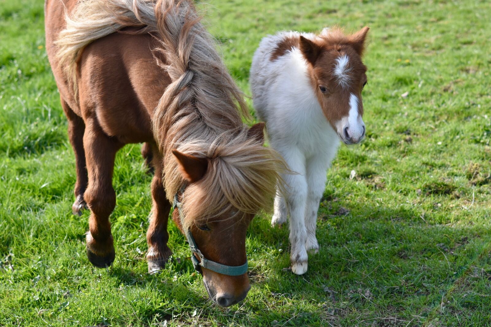 Nikon D5600 sample photo. Shetland pony, foal shetland photography