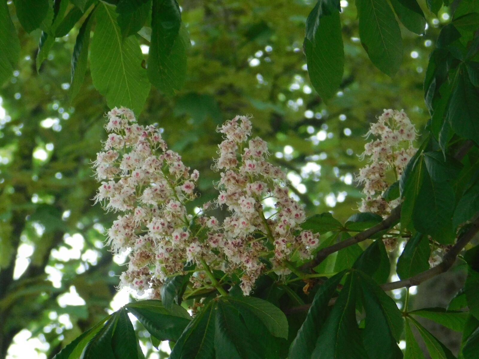 Nikon Coolpix B500 sample photo. Chestnut, tree, nature photography