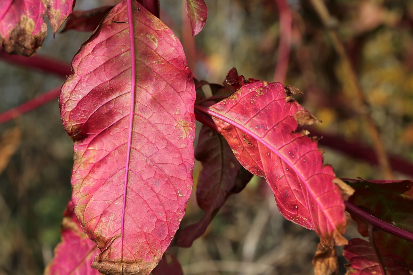 Canon EF 24-105mm F3.5-5.6 IS STM sample photo. Red leaf, pokeweed, phytolacca photography