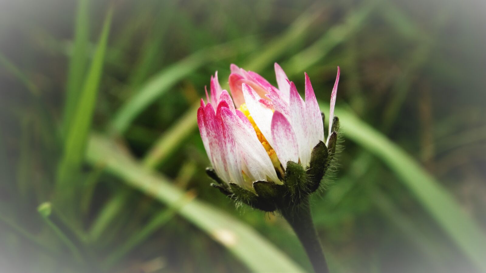 Sony Cyber-shot DSC-HX300 sample photo. Daisy, flower, bud photography