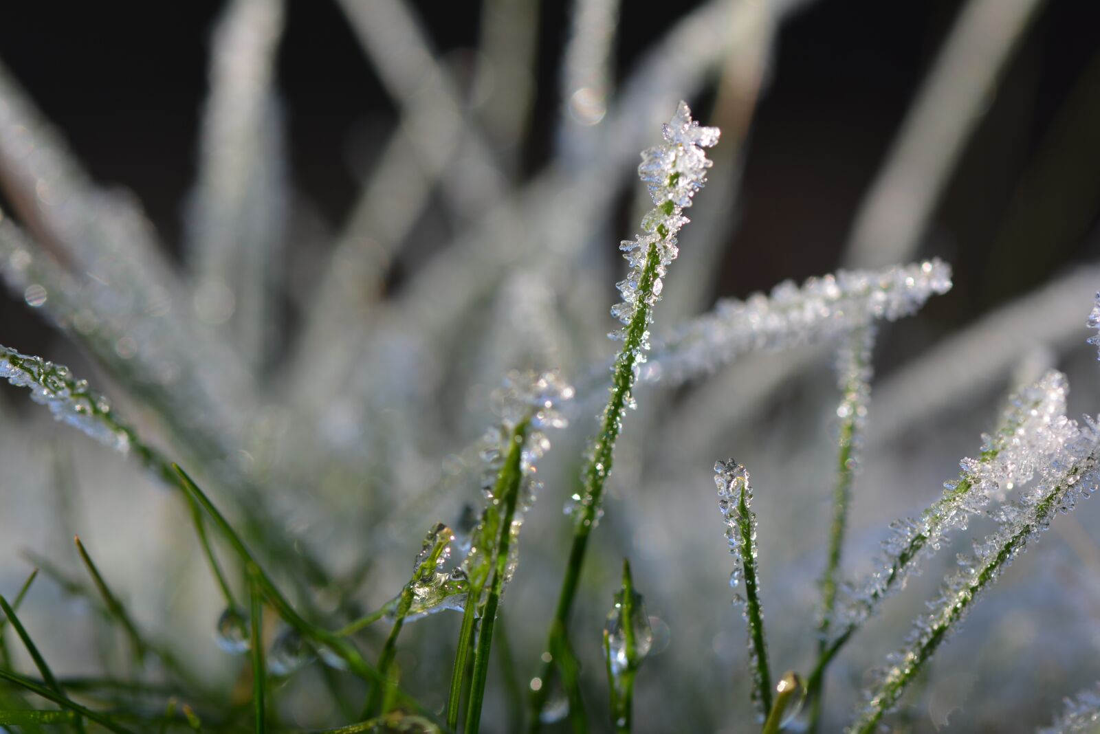 Nikon D5200 sample photo. Grass, cold, winter photography