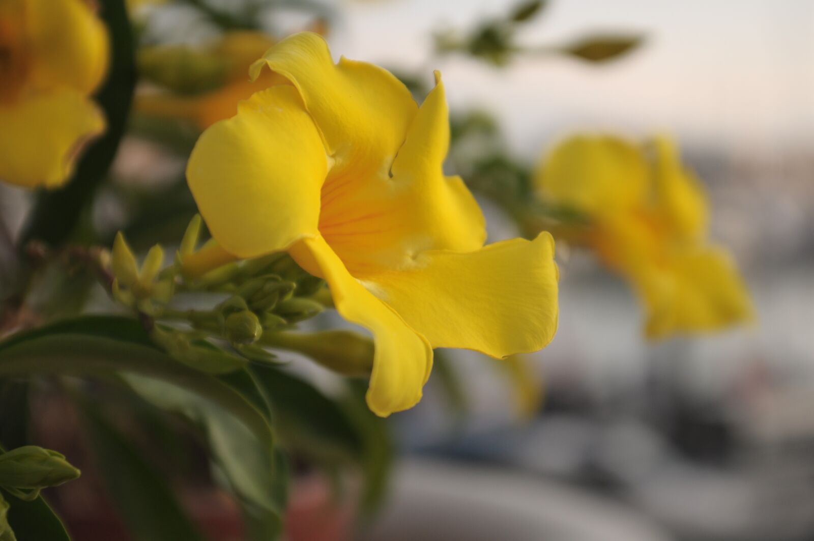 Nikon D90 sample photo. Common cinquefoil, old-field five-fingers photography