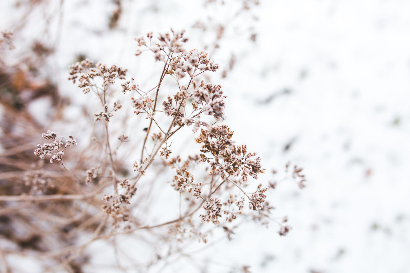 Canon EOS 6D + Sigma 35mm F1.4 DG HSM Art sample photo. Withered, flowers photography
