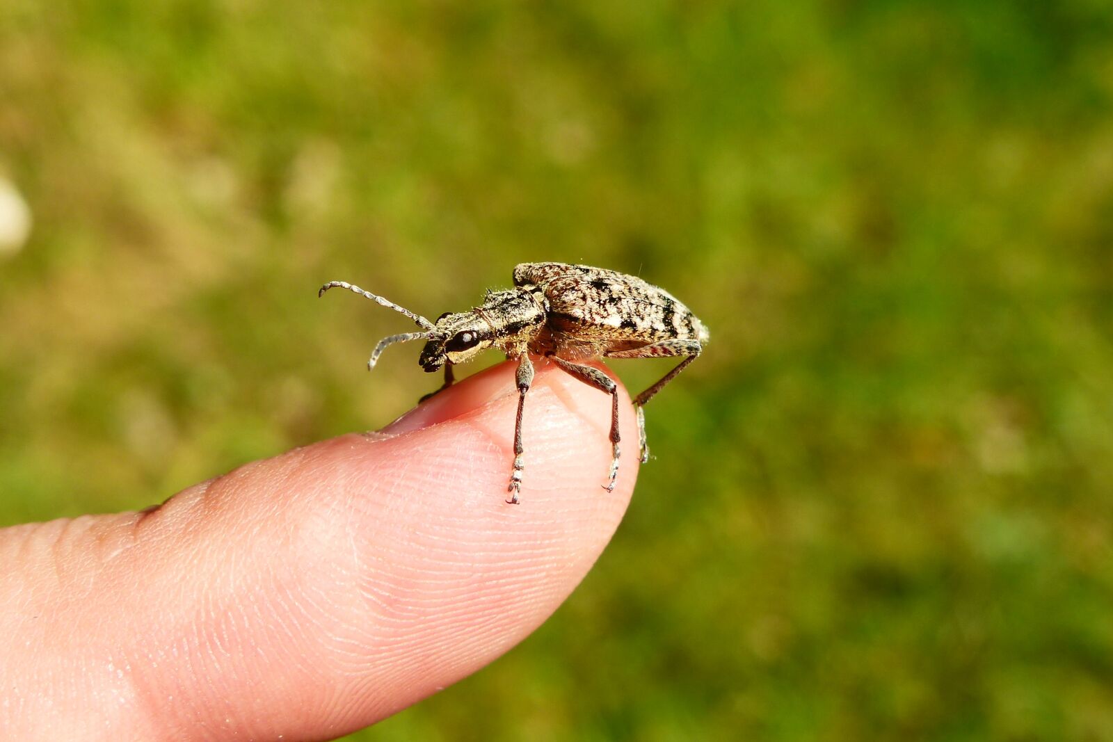 Panasonic Lumix DMC-FZ200 sample photo. Animals, invertebrates, insect photography