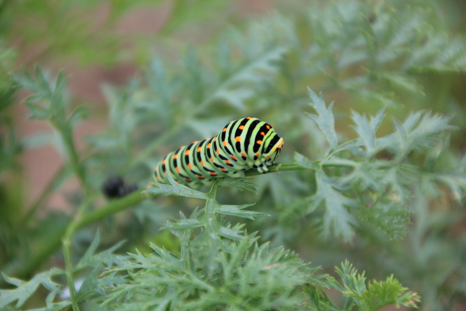 Canon EOS 600D (Rebel EOS T3i / EOS Kiss X5) sample photo. Caterpillar swallowtail, caterpillar, insect photography
