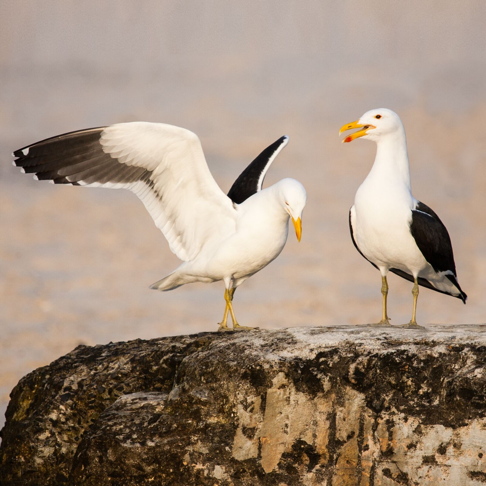 Canon EOS-1D Mark II N sample photo. Kelp gulls in love photography