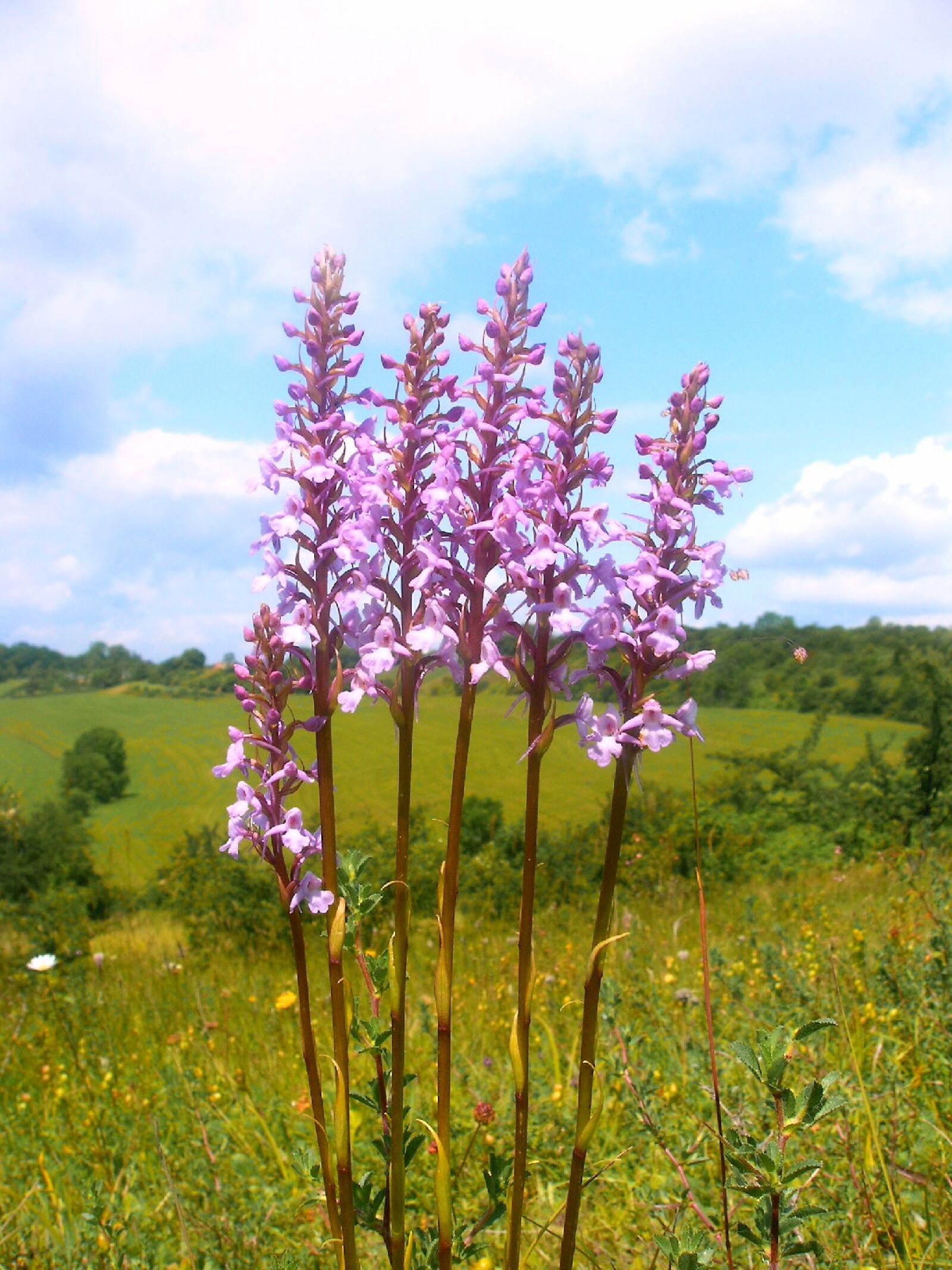 Digital Camera ND-4020 Digital Camera sample photo. Mueckenwurz, orchid, plant photography