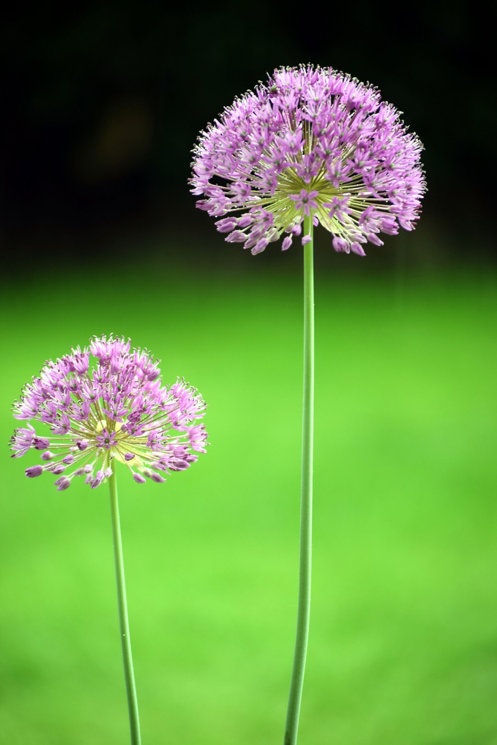 Nikon D5300 sample photo. Flower, nature photography