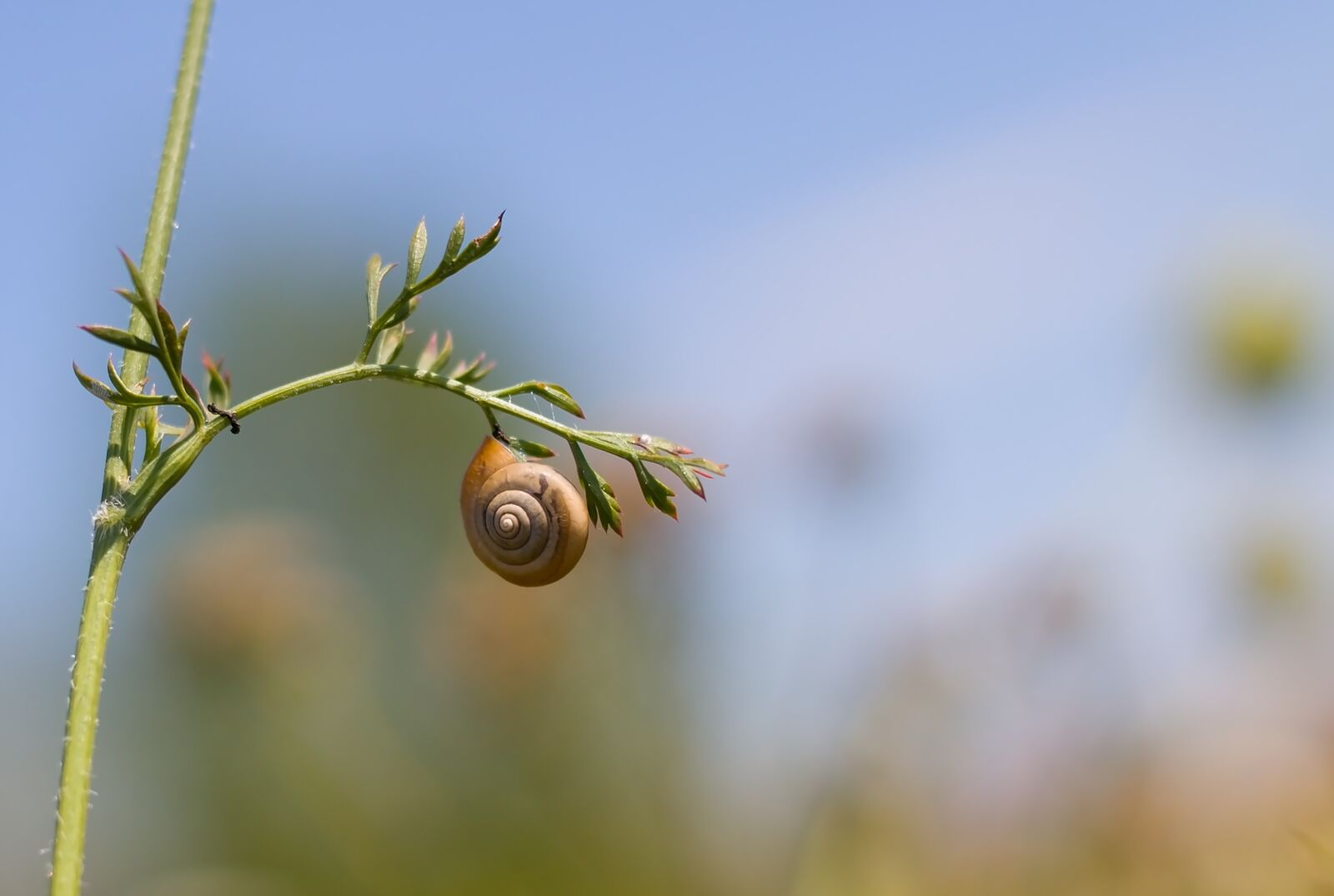 Canon EOS 1100D (EOS Rebel T3 / EOS Kiss X50) sample photo. Worm, conch, nature photography