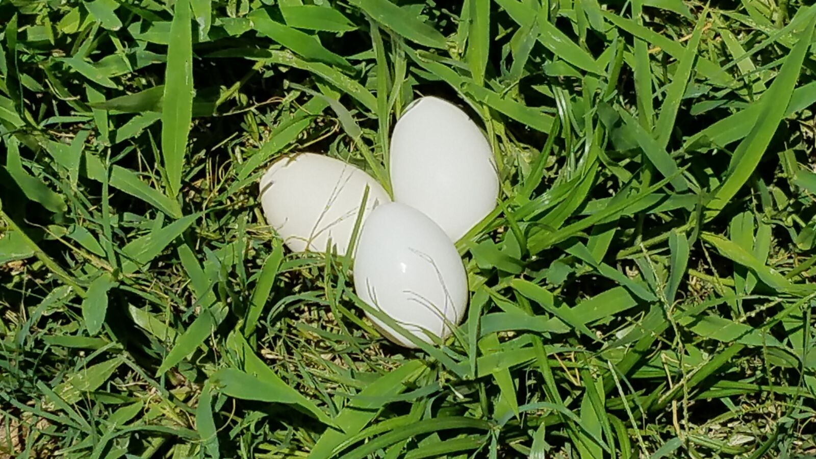 Samsung Galaxy S7 sample photo. Eggs, white, grass photography