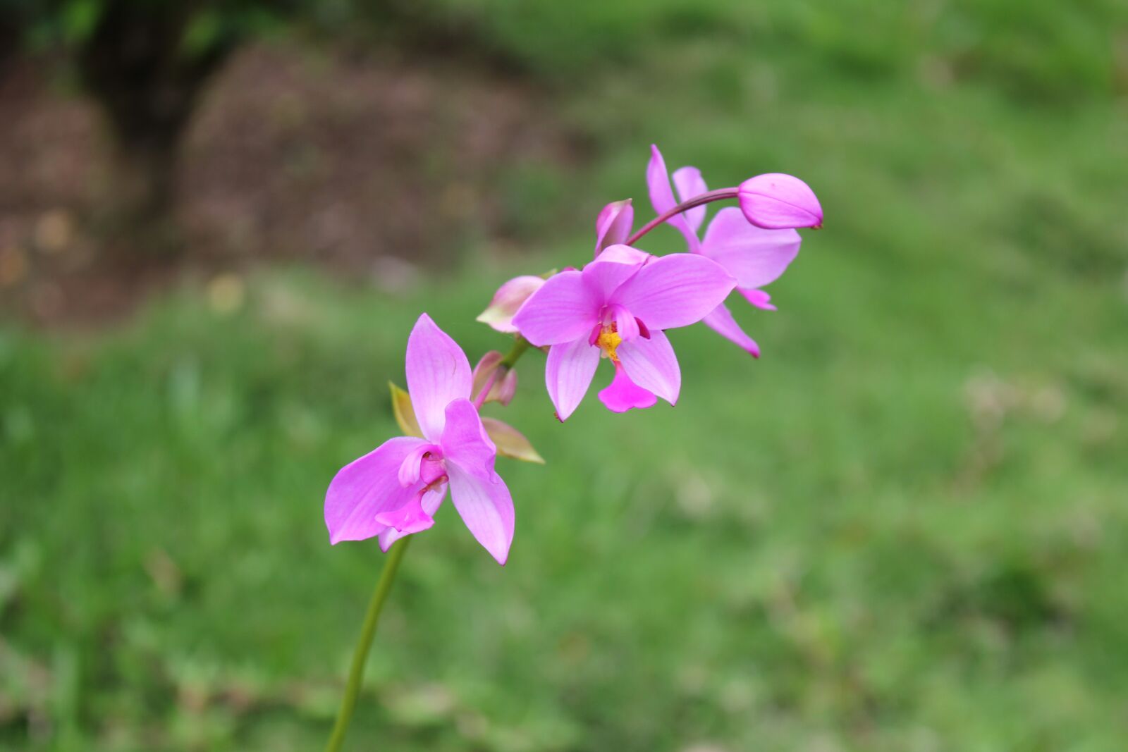 Canon EOS 550D (EOS Rebel T2i / EOS Kiss X4) sample photo. Flower, orchid, blossom photography